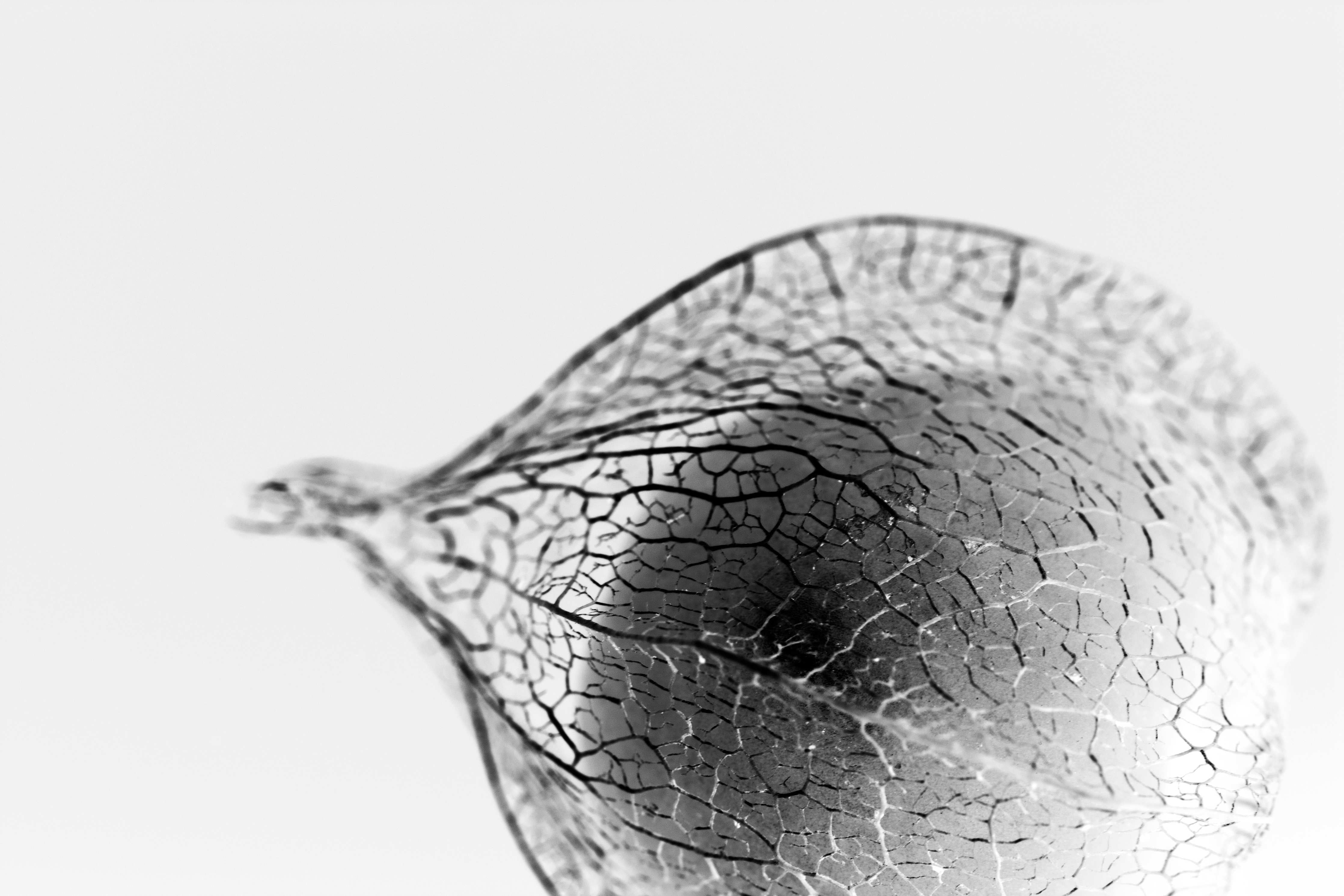 Babyzimmer Wandgestaltung-Pflanzliche Detailaufnahme Schwarz-Weiß