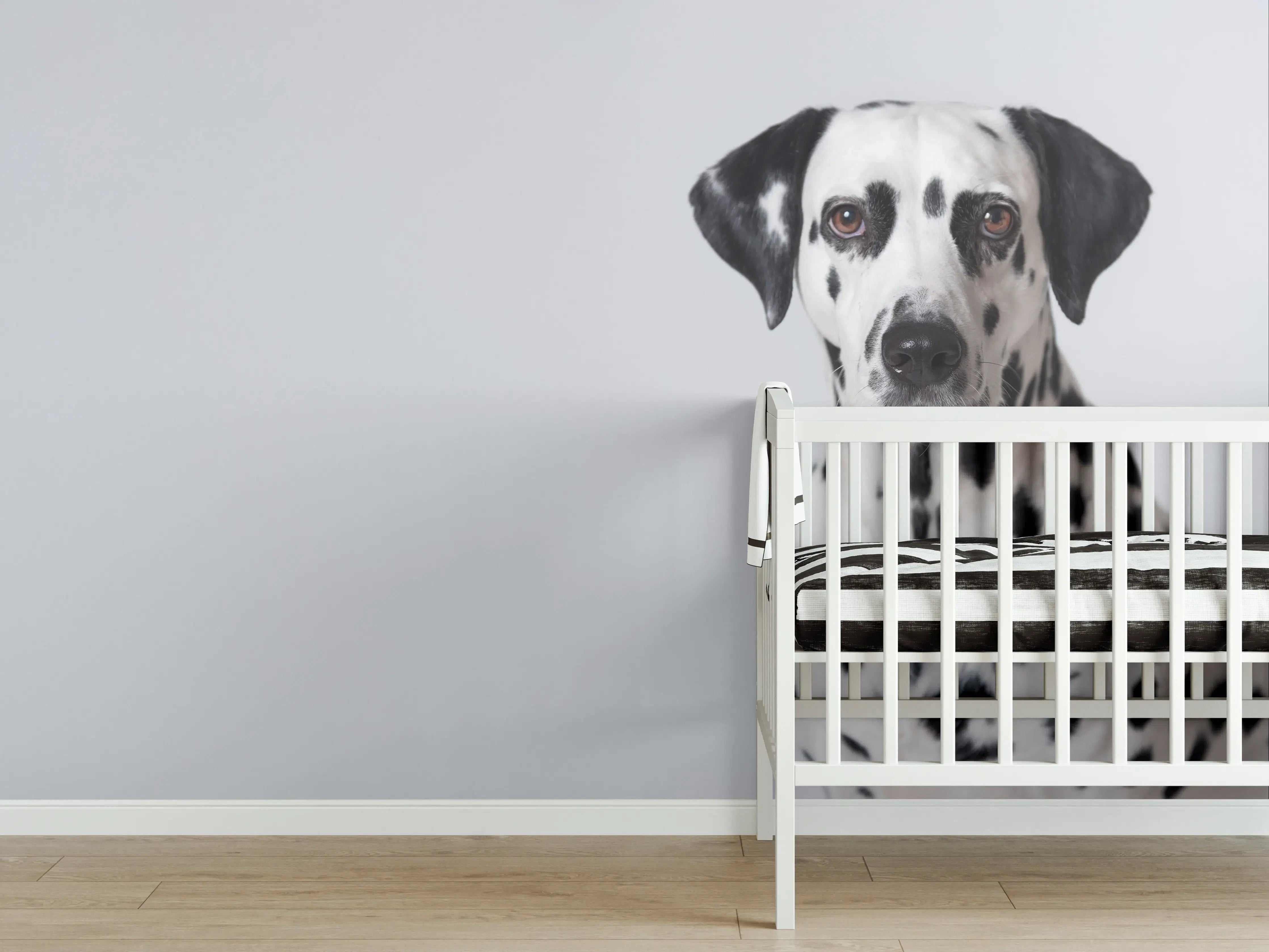 Babyzimmer Wandgestaltung - Portrait eines Dalmatiners auf weißem Hintergrund