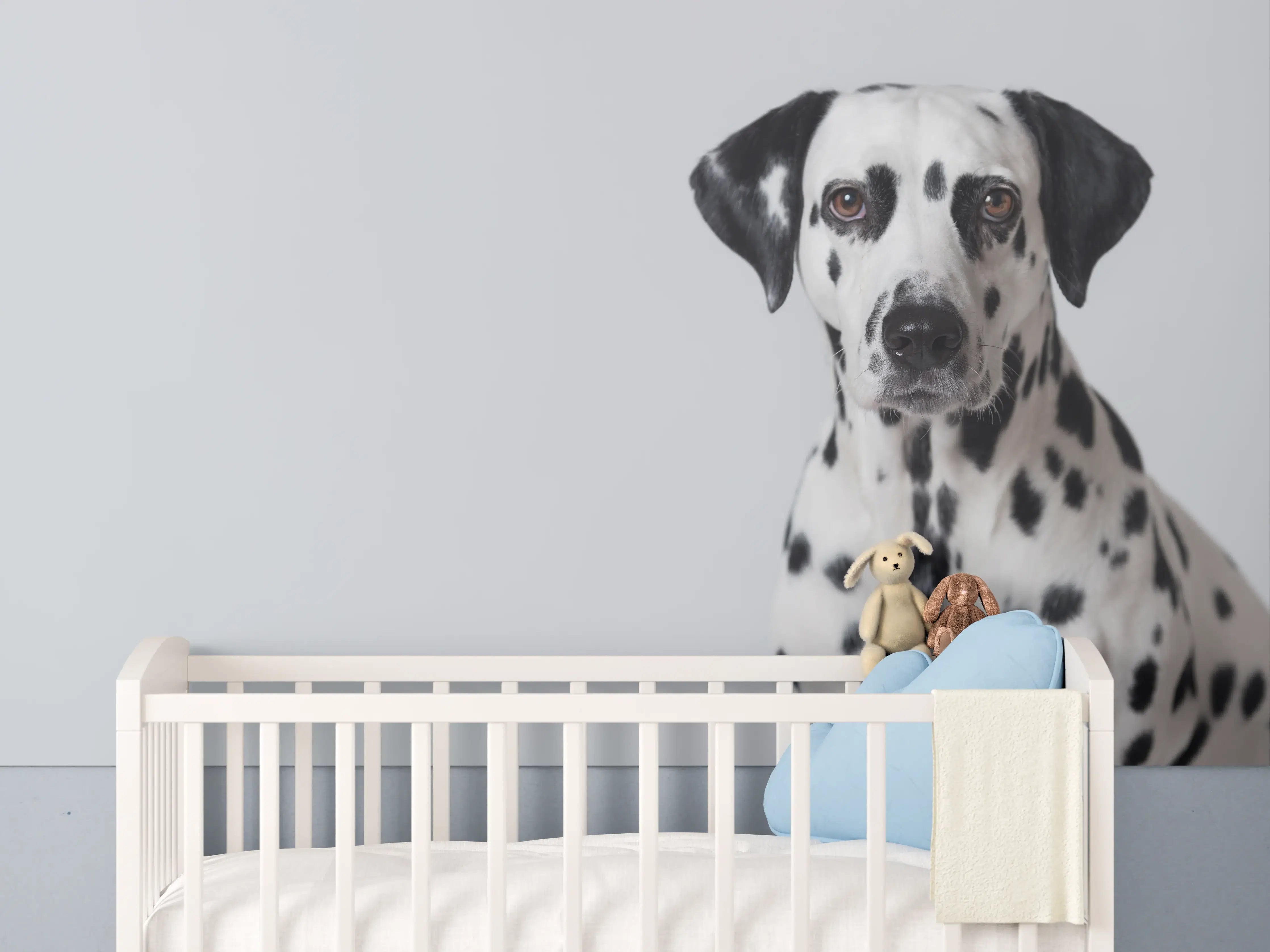 Babyzimmer Wandgestaltung - Portrait eines Dalmatiners auf weißem Hintergrund