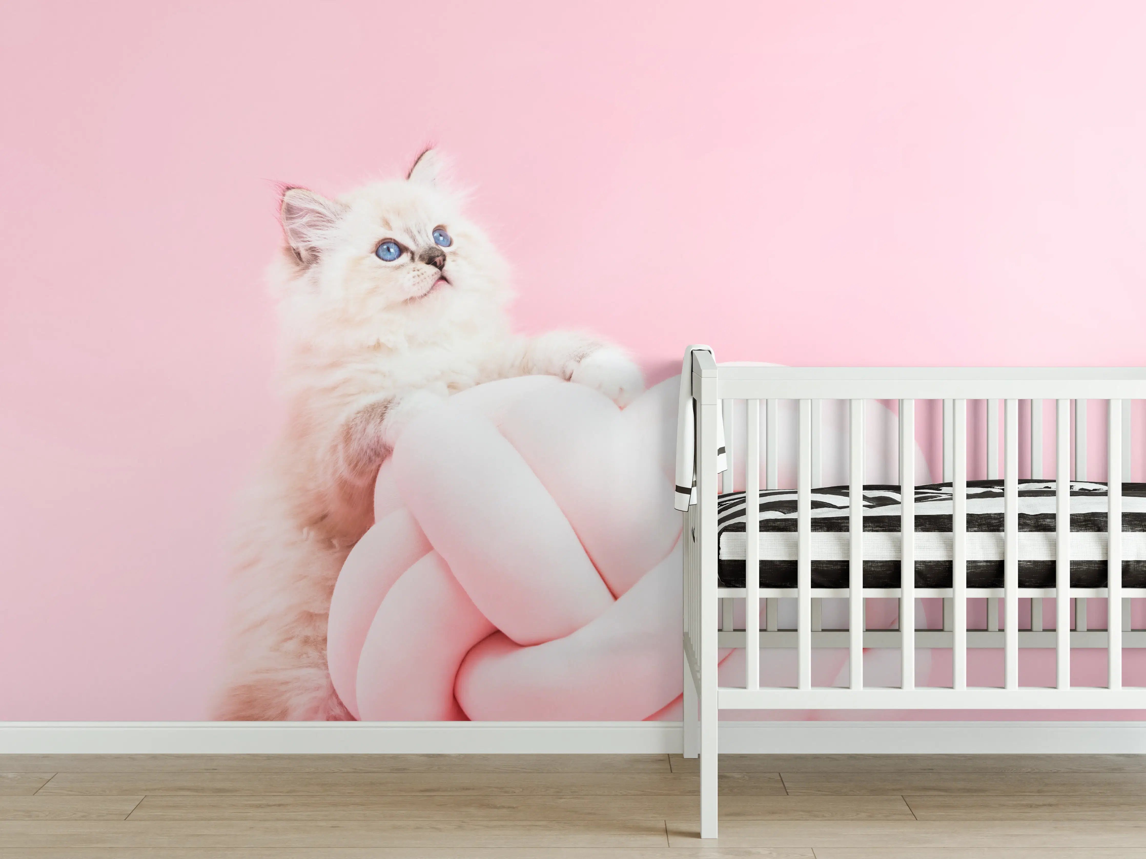 Babyzimmer Wandgestaltung - Ragdoll Katze auf Pinken Hintergrund
