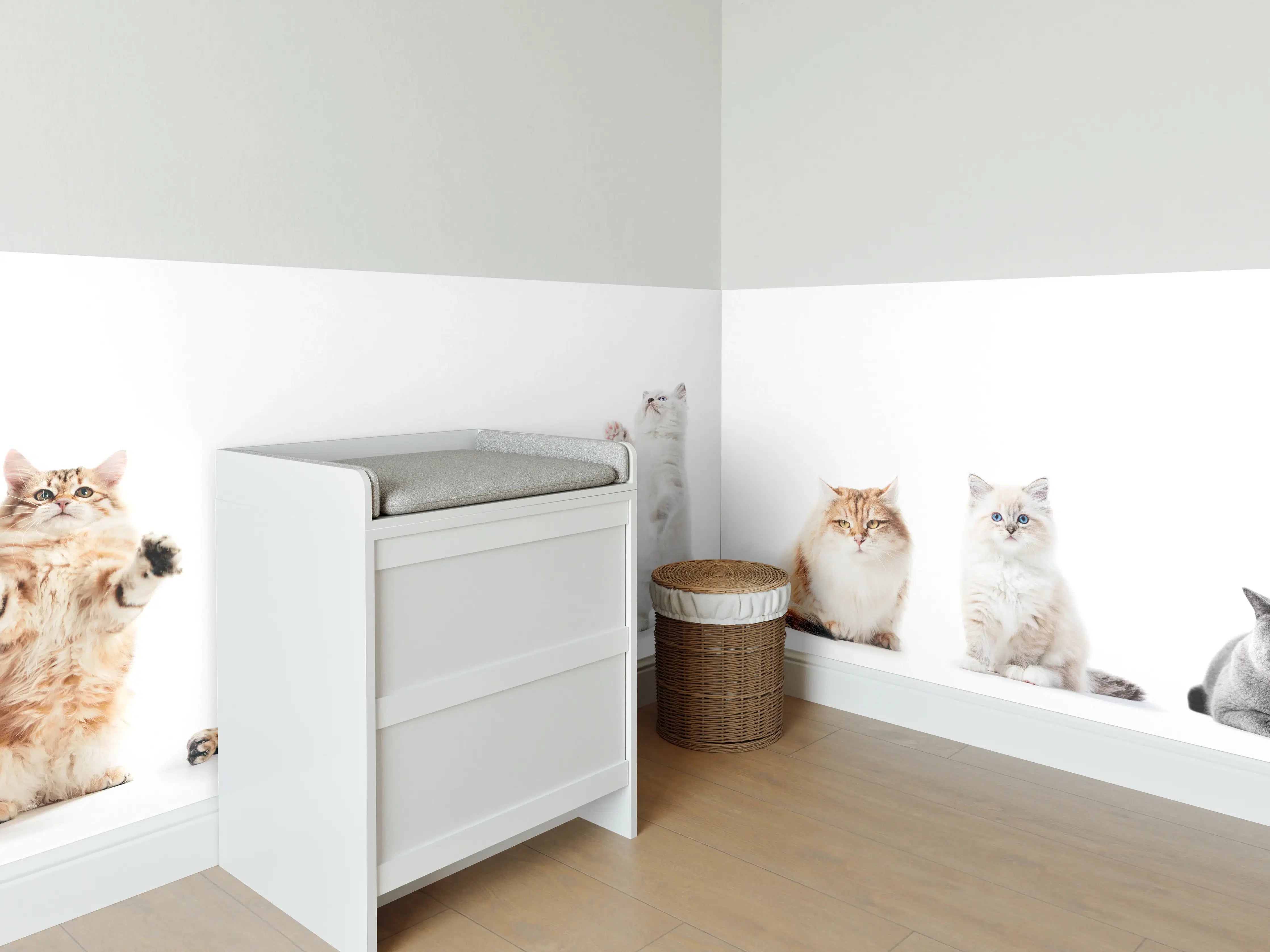 Babyzimmer Wandgestaltung - Reinrassige Katzen Weiß-Sammlung