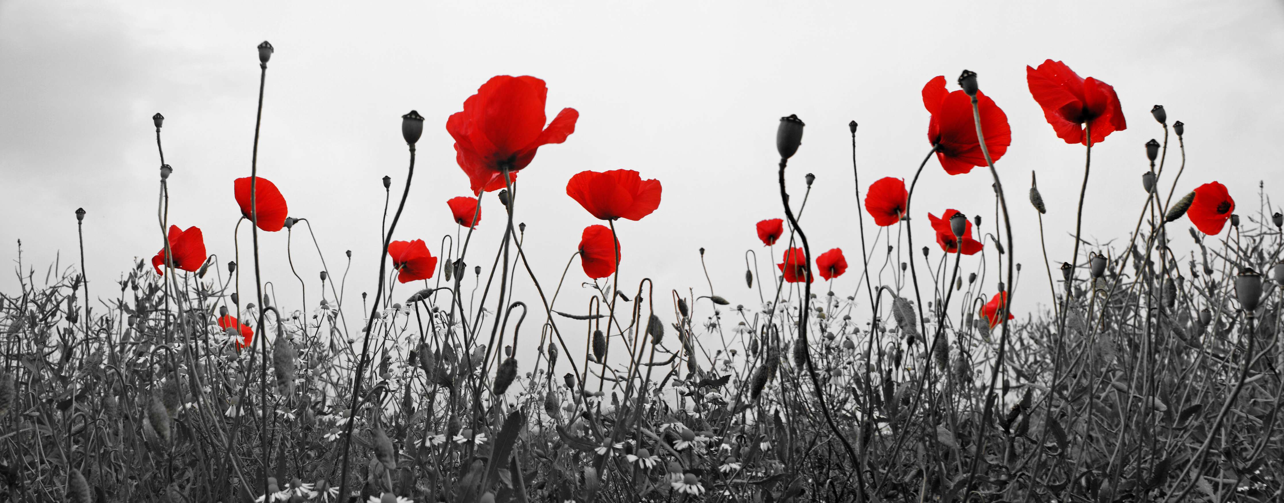 Babyzimmer Wandgestaltung-Rote Mohnblumen vor grauem Himmel