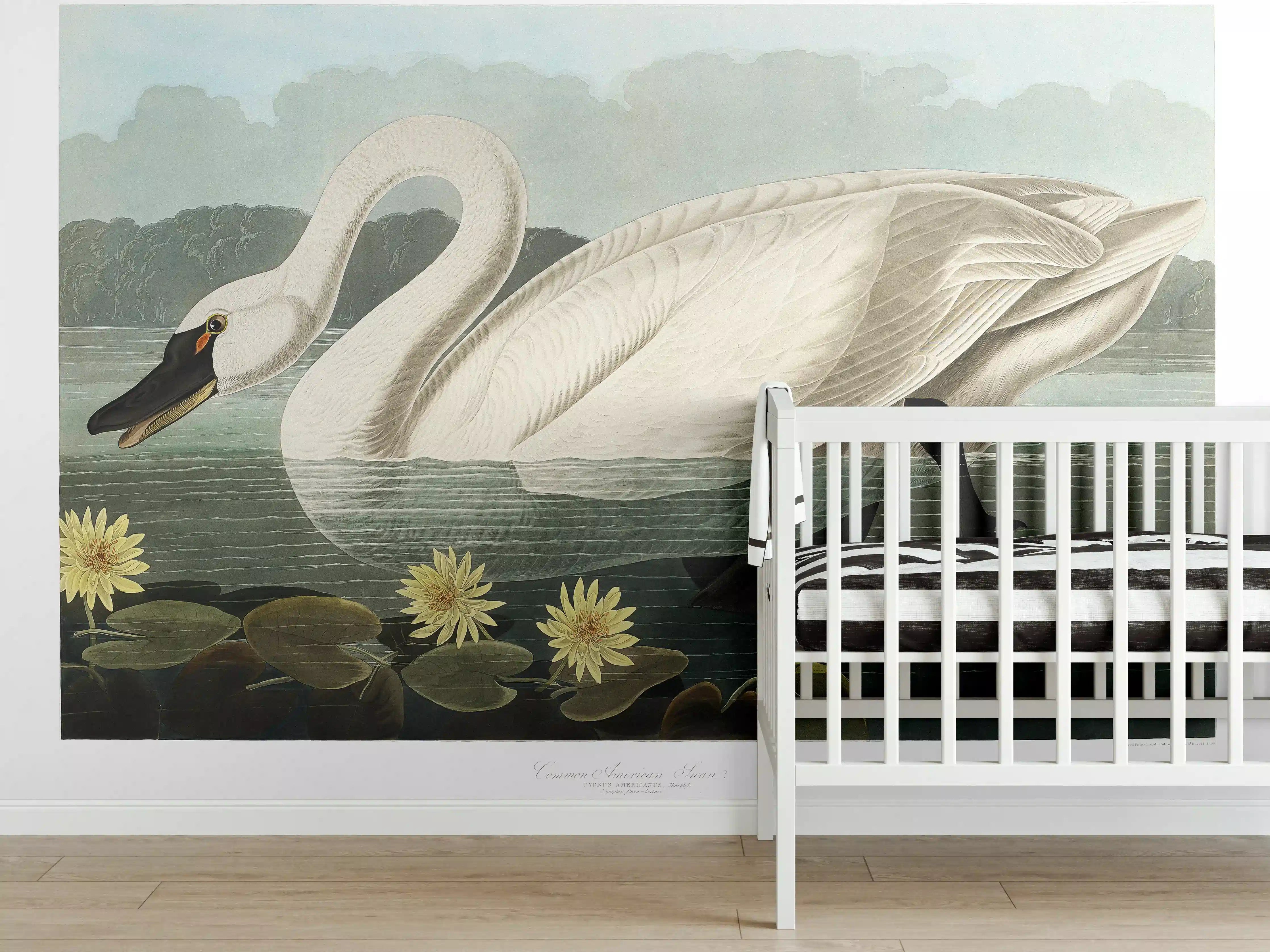 Babyzimmer Wandgestaltung - Schwan Portait - Robert Havell