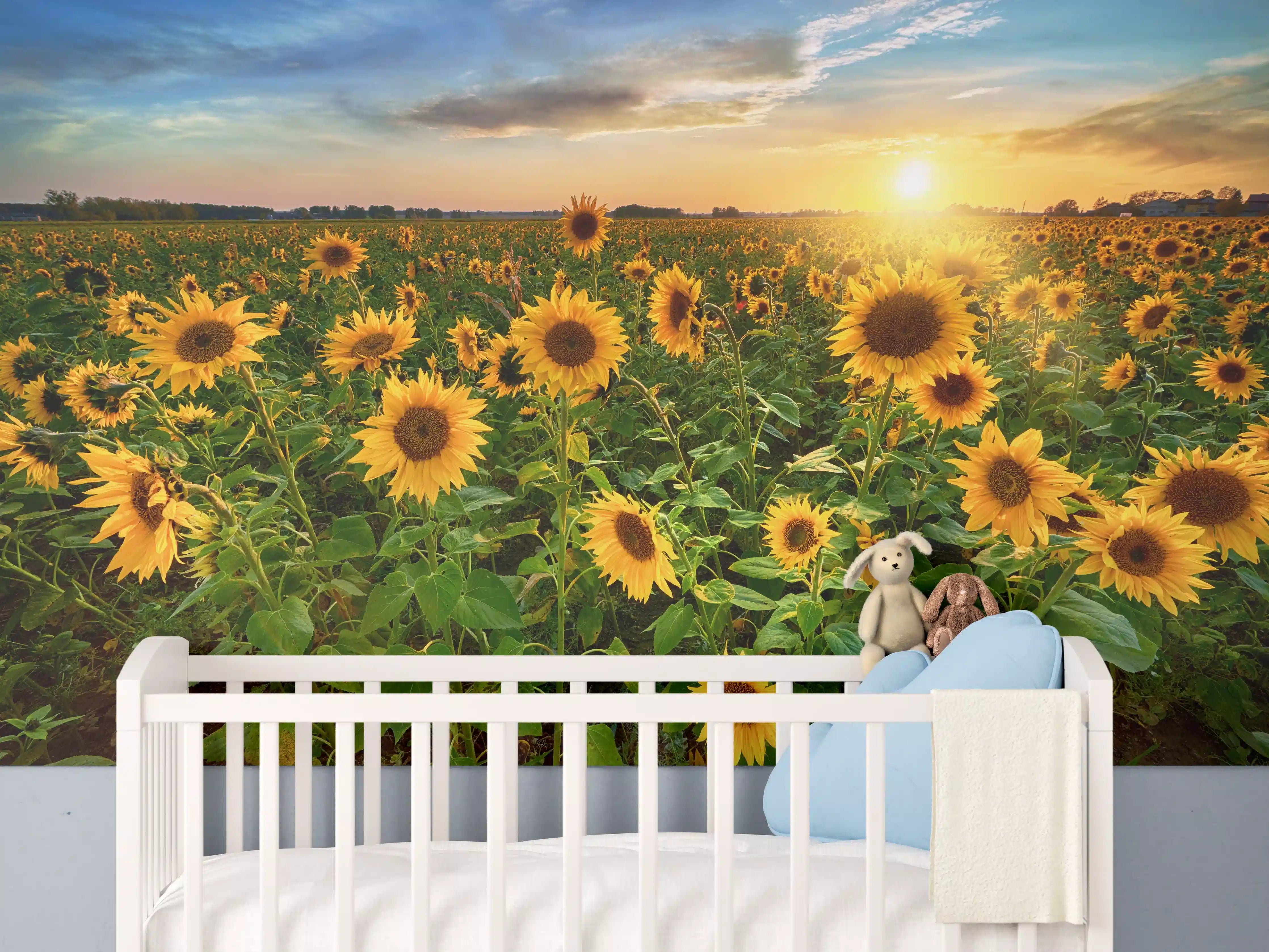 Babyzimmer Wandgestaltung - Sonnenuntergang über Sonnenblumenfeld in Hessen