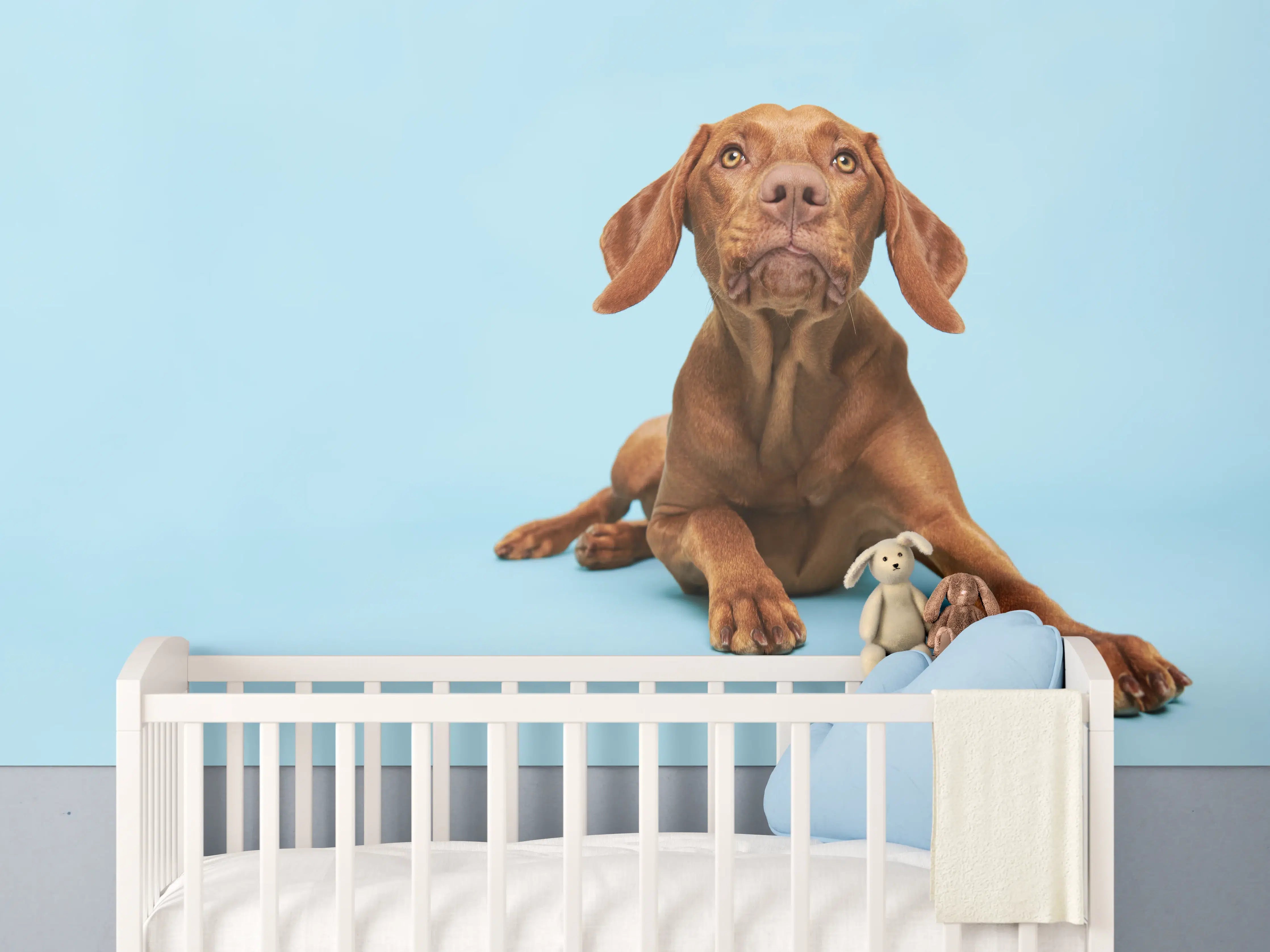 Babyzimmer Wandgestaltung - Ungarischer Vizsla-Welpe Portrait