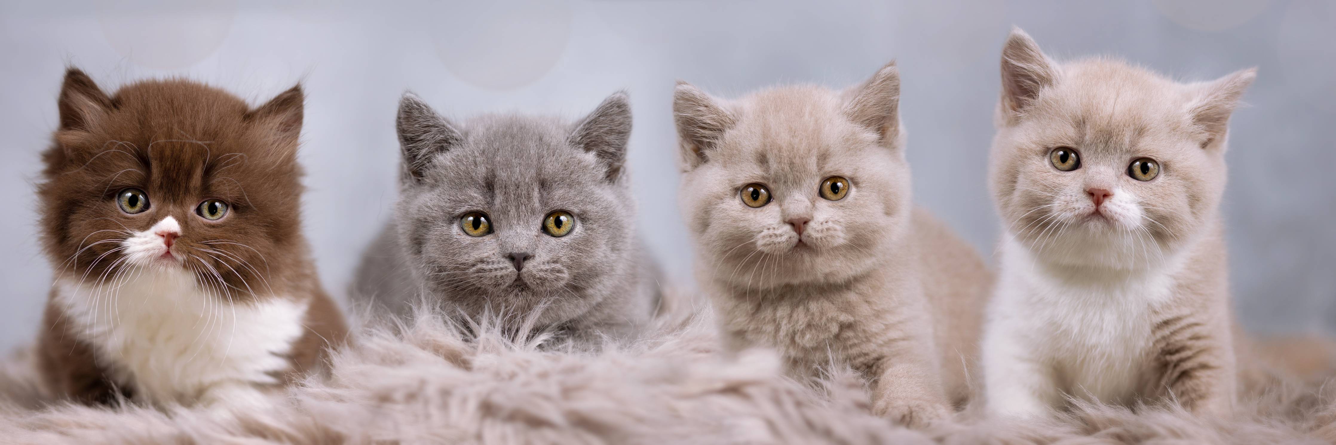 Babyzimmer Wandgestaltung-Vier süße Katzenbaby