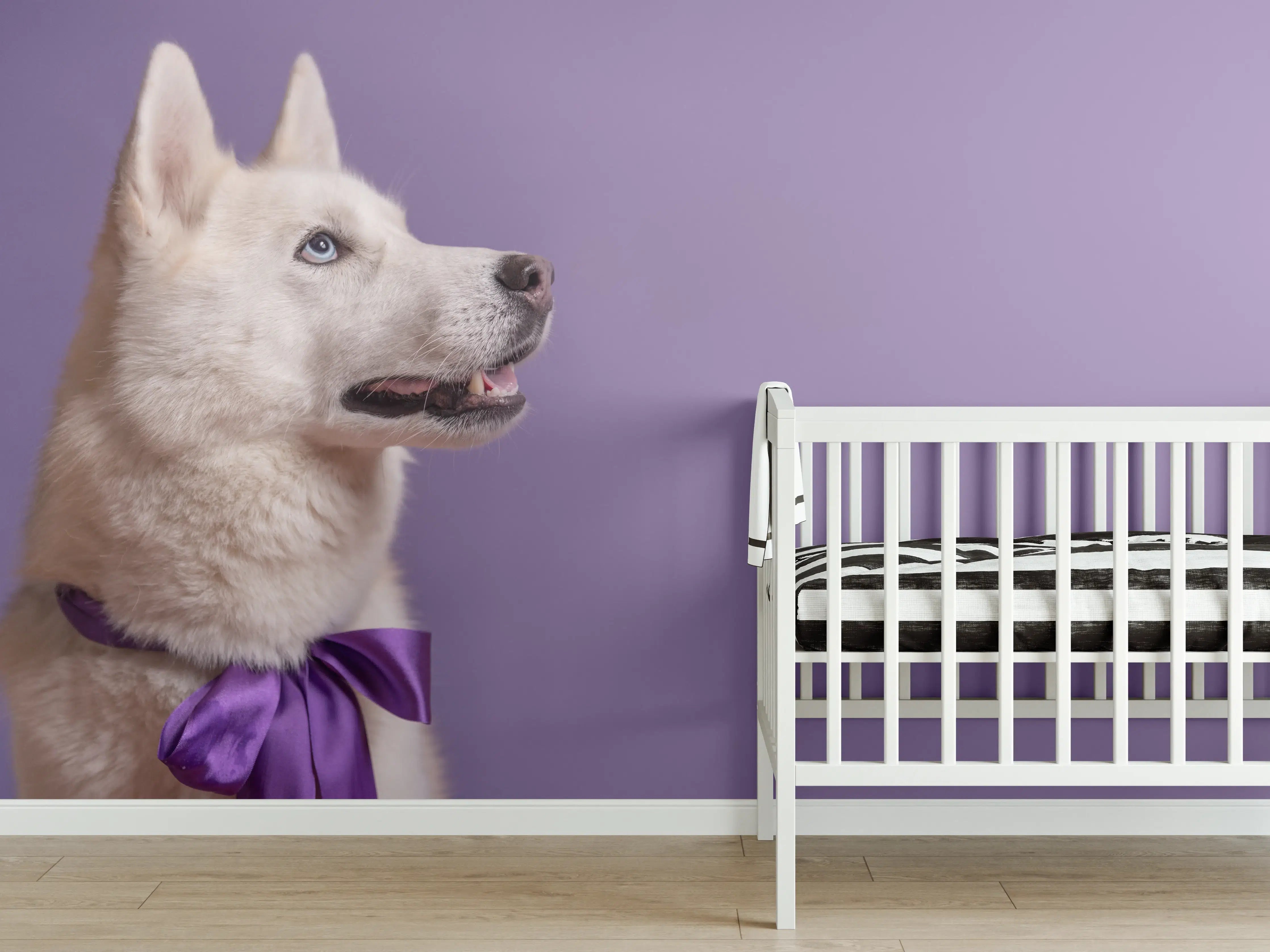 Babyzimmer Wandgestaltung - Weißer sibirischer Husky Hund mit violetter Fliege
