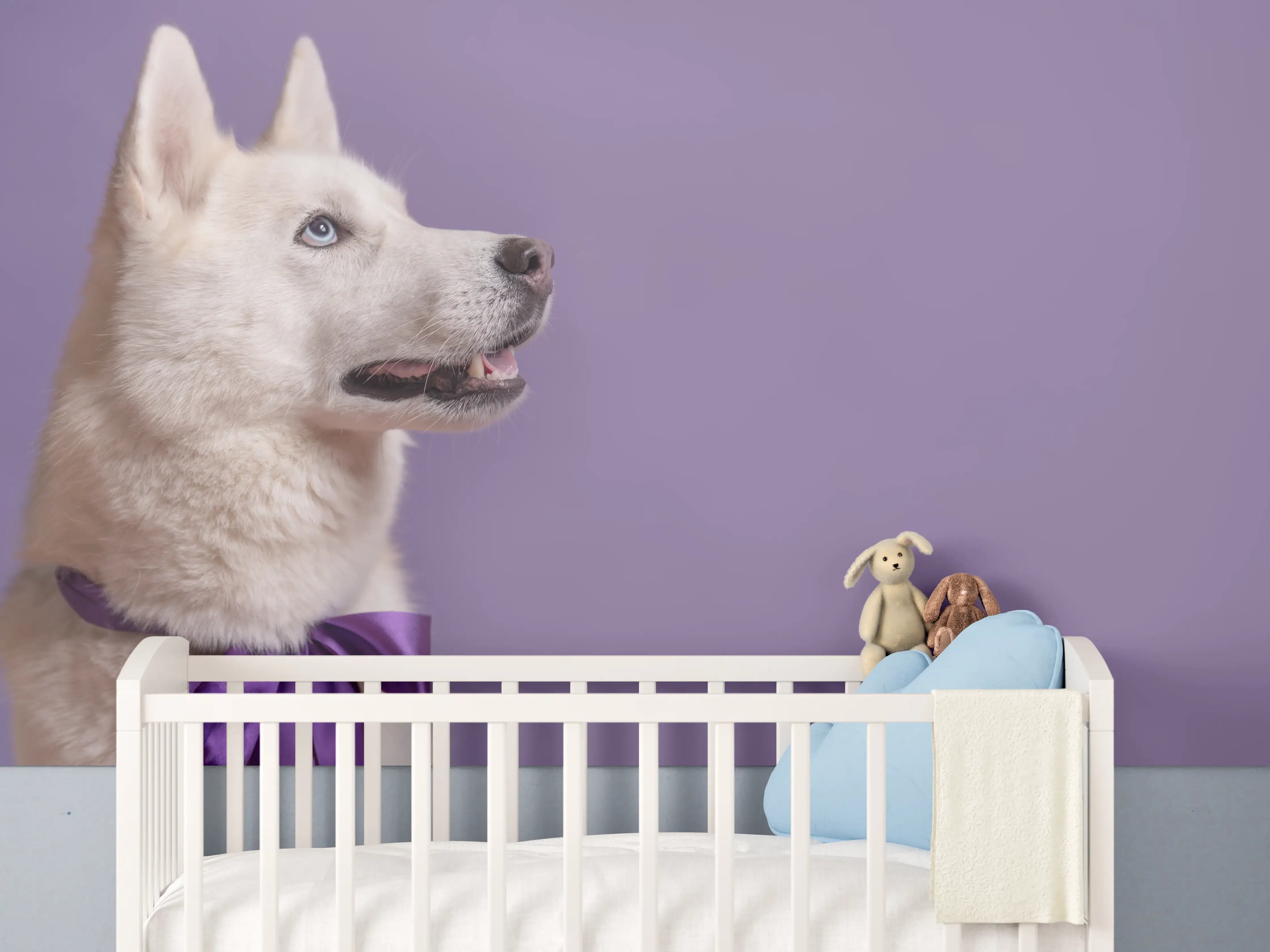 Babyzimmer Wandgestaltung - Weißer sibirischer Husky Hund mit violetter Fliege