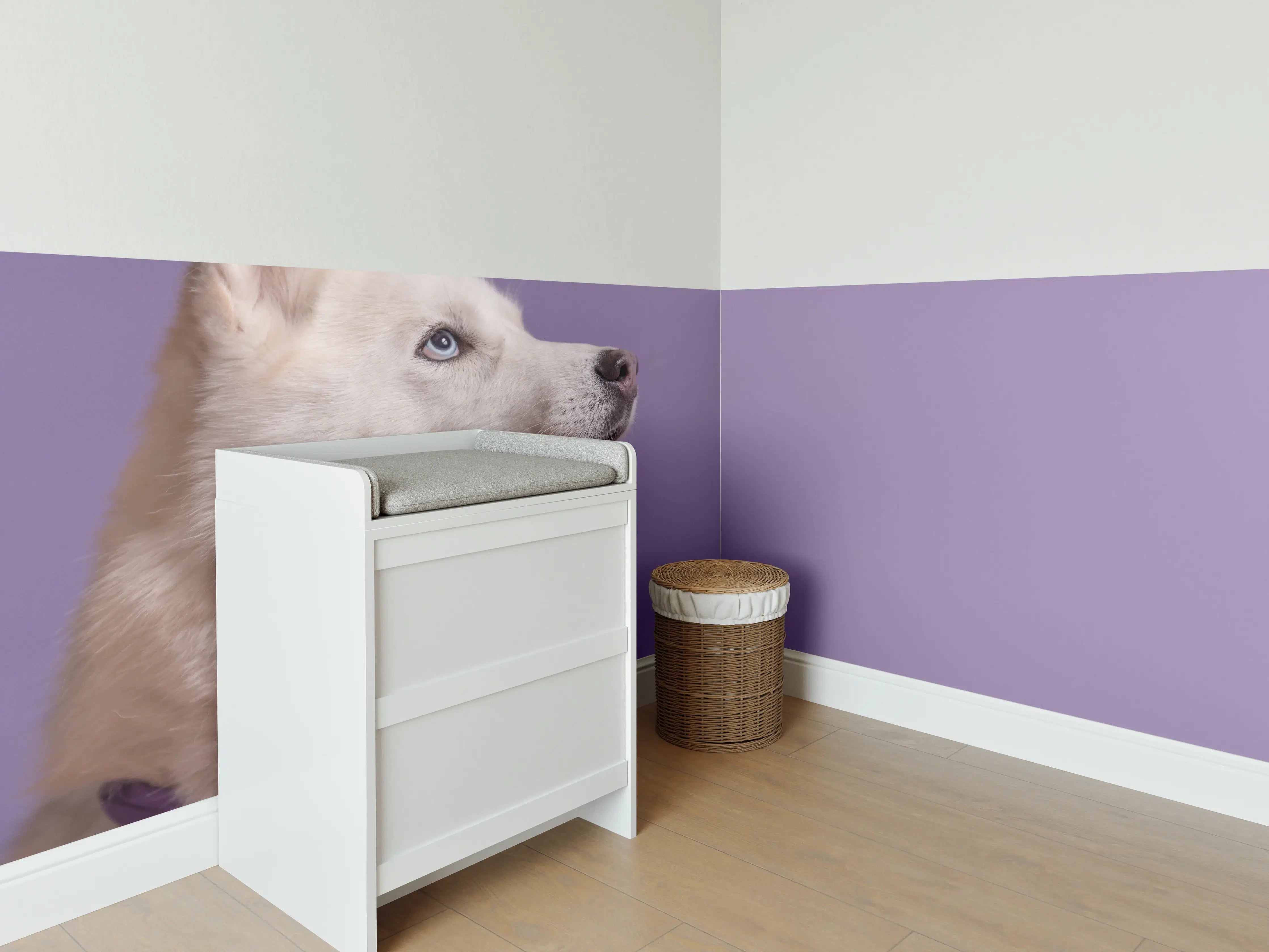 Babyzimmer Wandgestaltung - Weißer sibirischer Husky Hund mit violetter Fliege