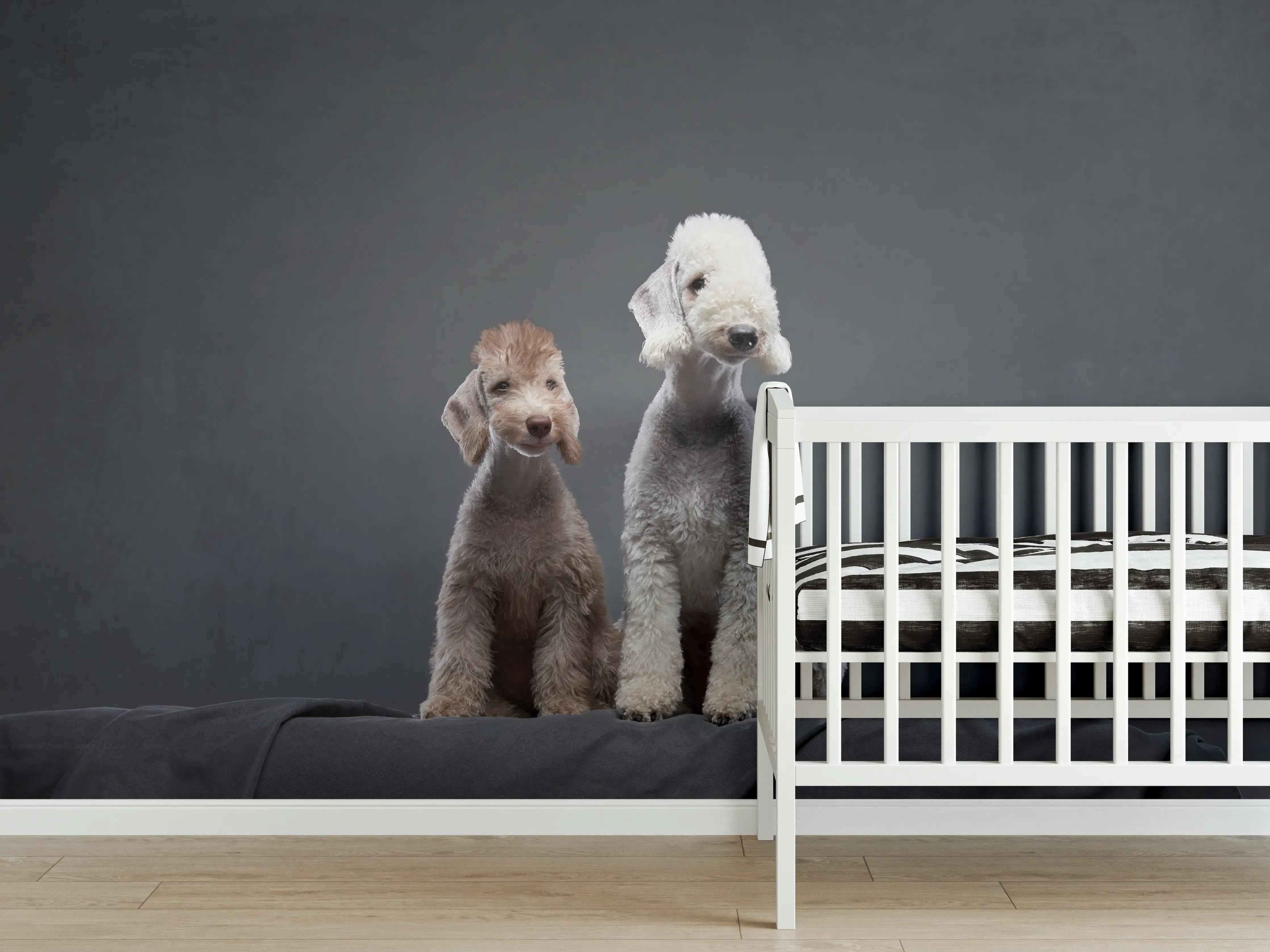 Babyzimmer Wandgestaltung - Welpe und erwachsener Bedlington Terrier