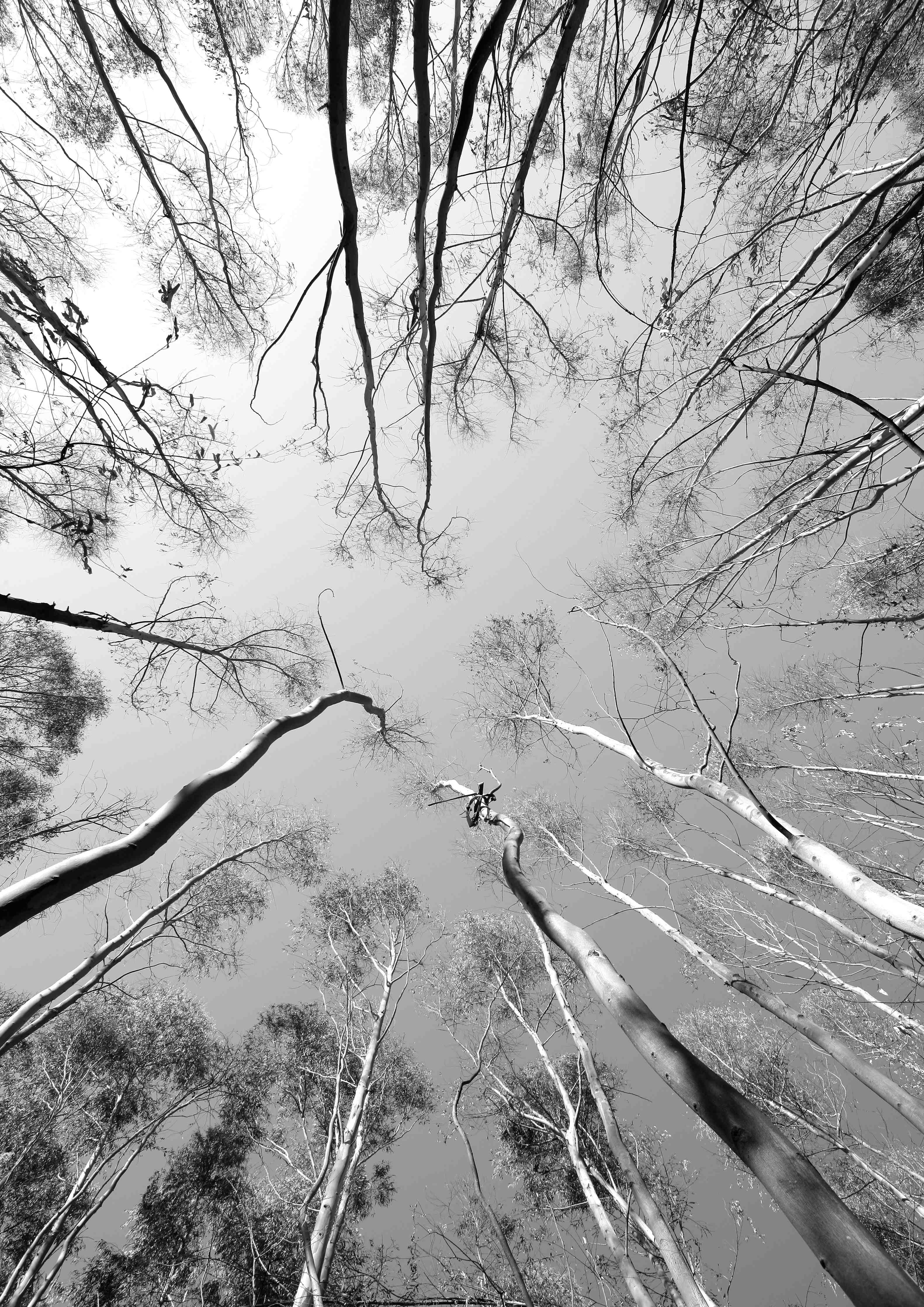 Badewannen-Rückwand-Birkenwald im Winter von unten