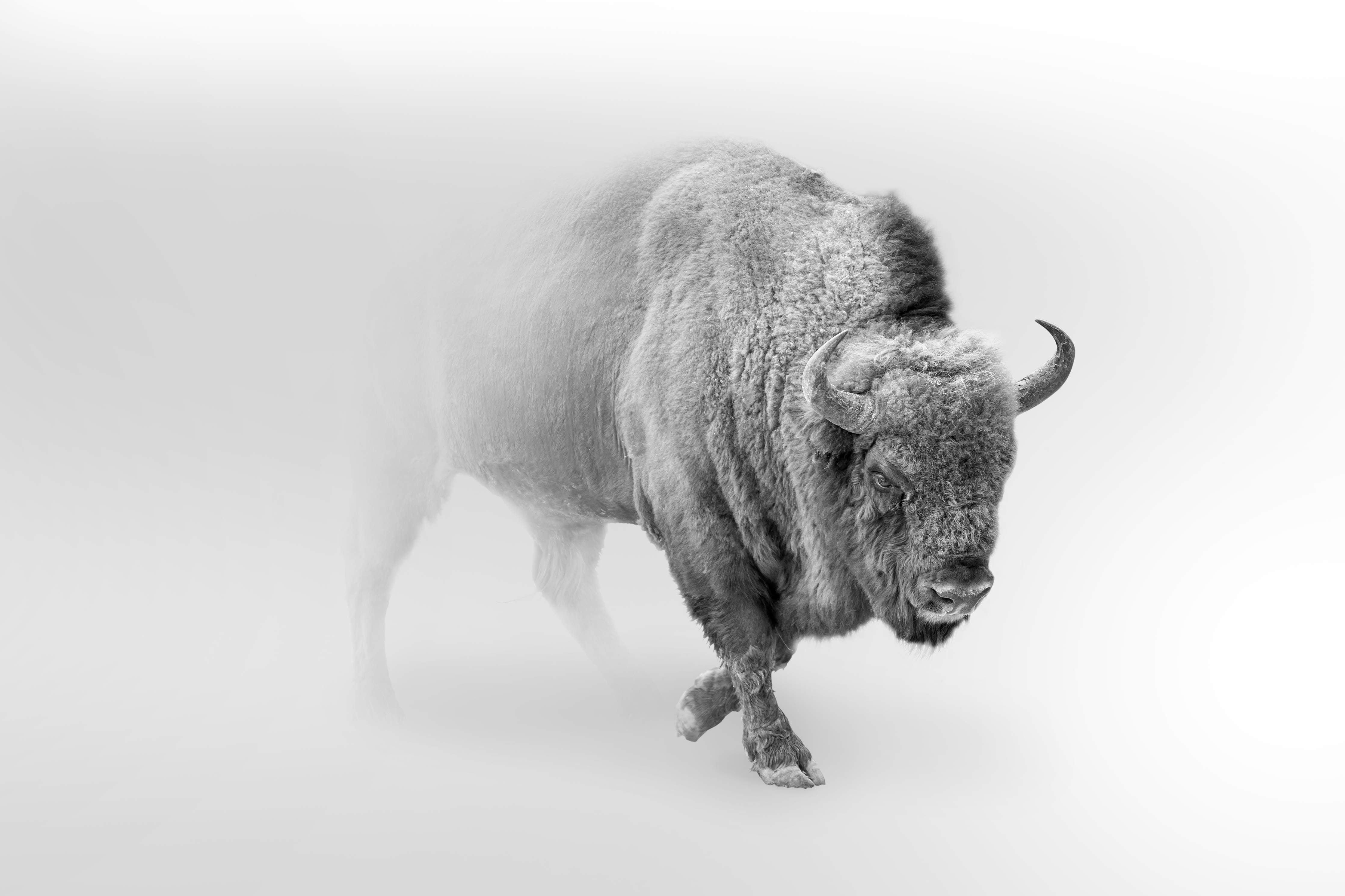 Badewannen-Rückwand-Bison Graustufenbild