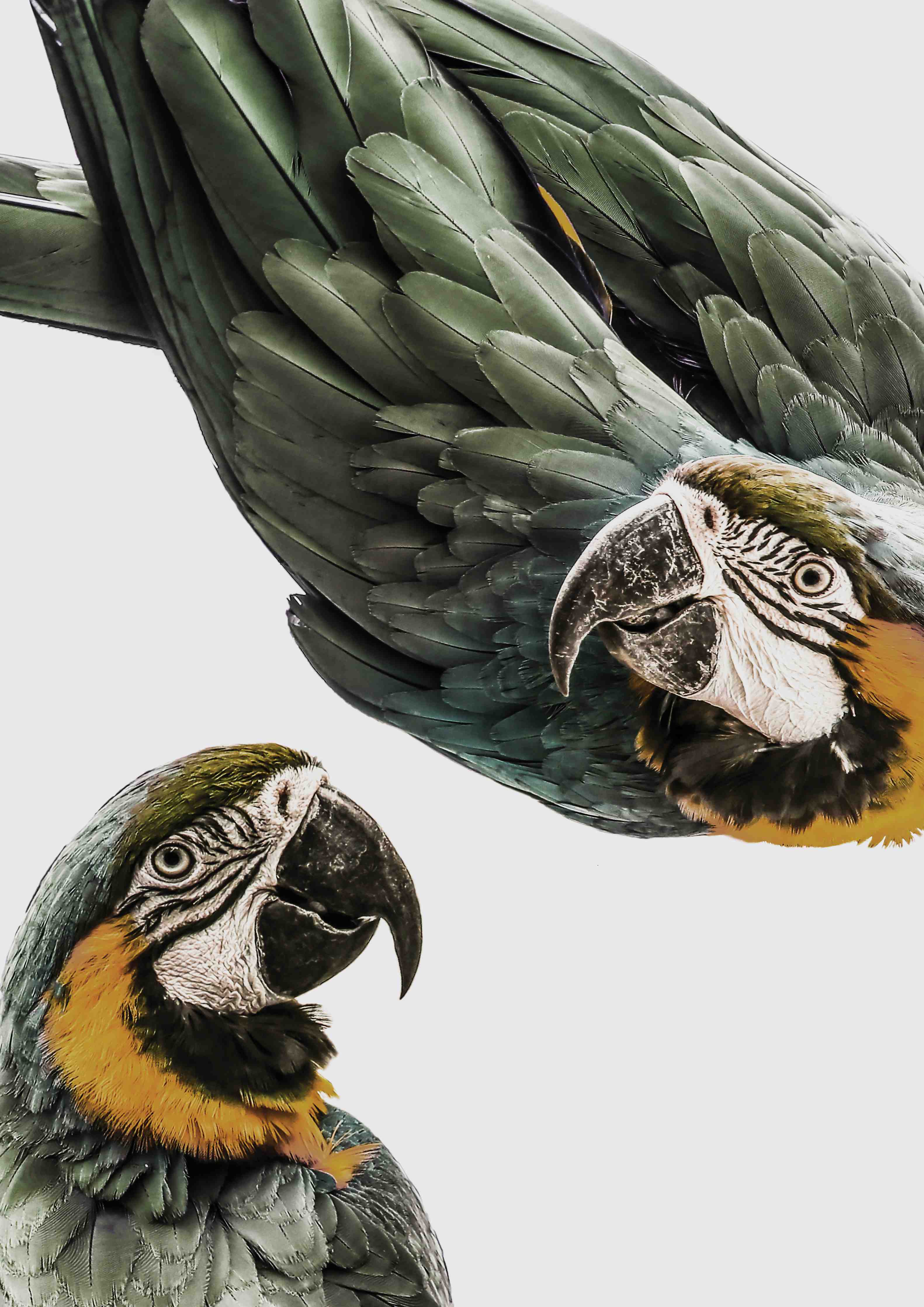 Badewannen-Rückwand-Bunte Papageien in High-Key