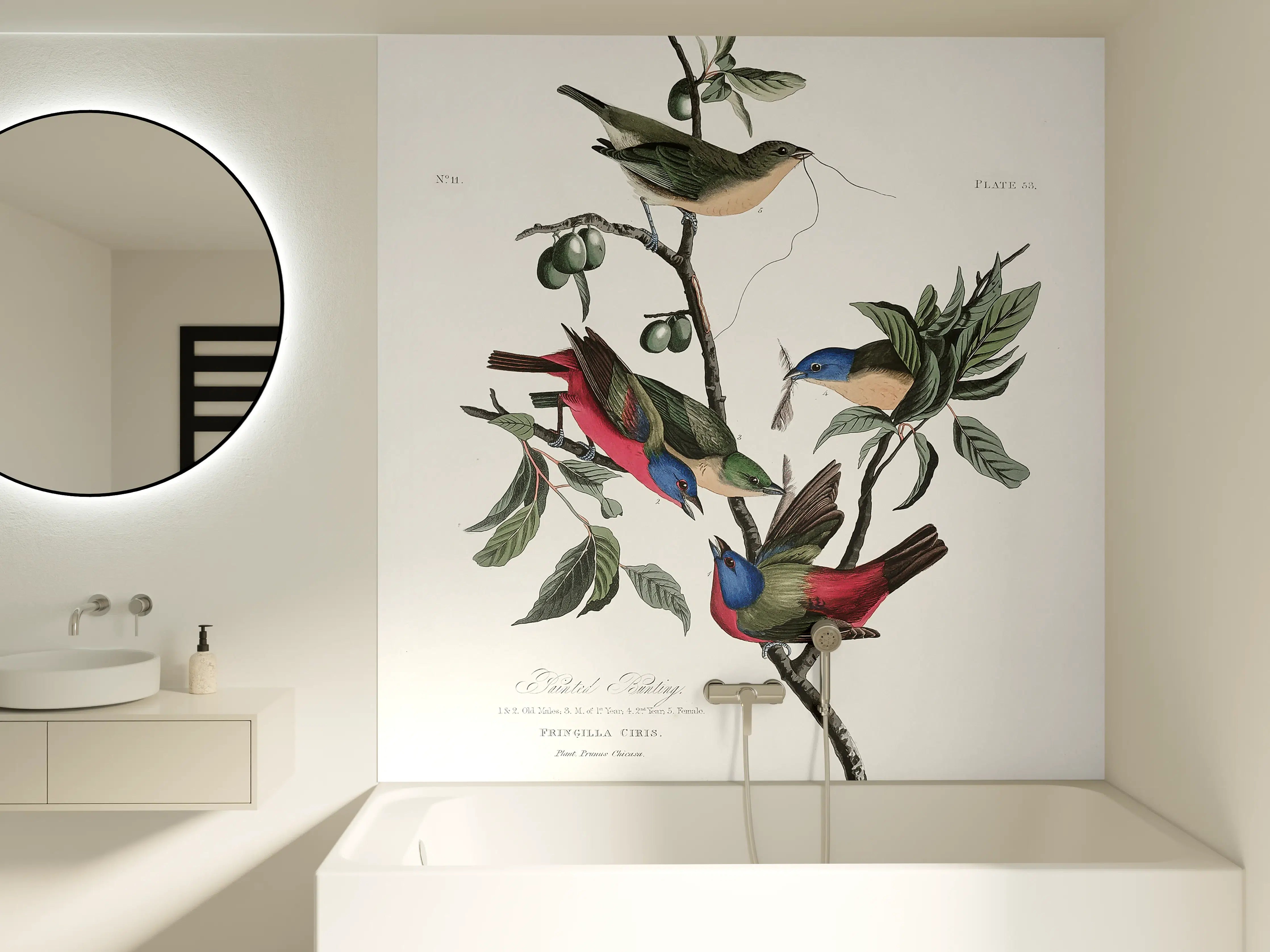 Badewannen-Rückwand - Fink Portrait - John James Audubon