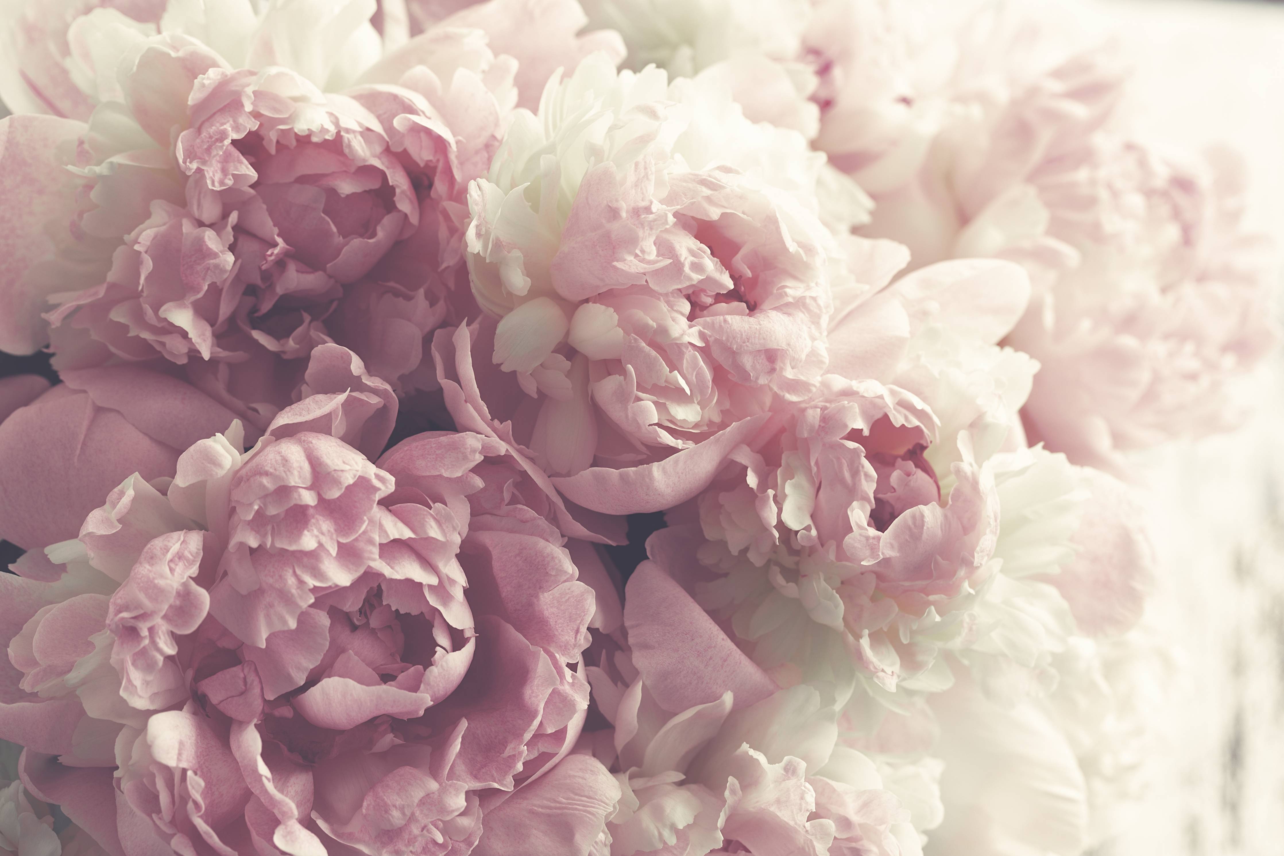 Badewannen-Rückwand-Flauschige rosa Pfingstrosen - Vintage