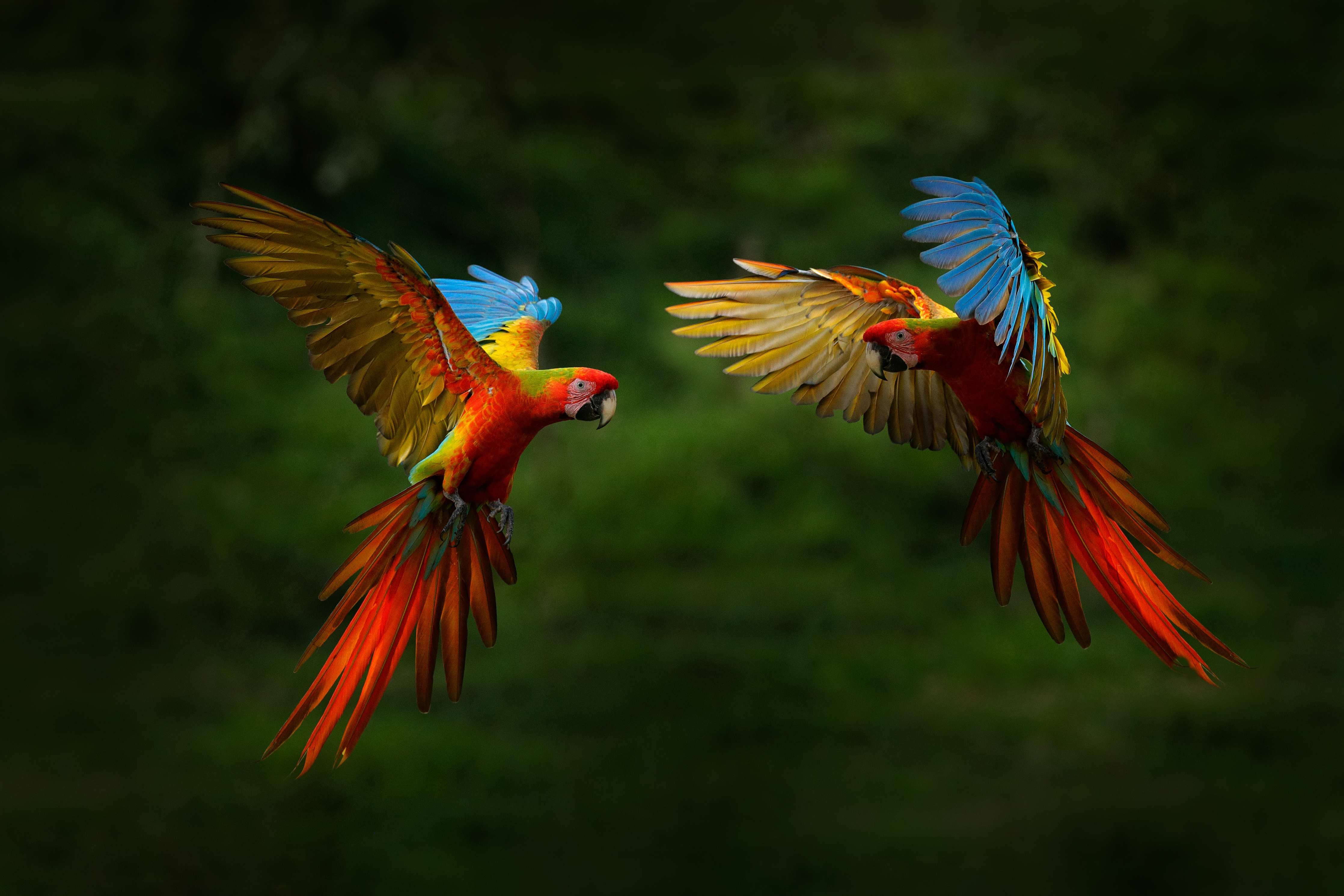 Badewannen-Rückwand-Fliegende bunte Papageien