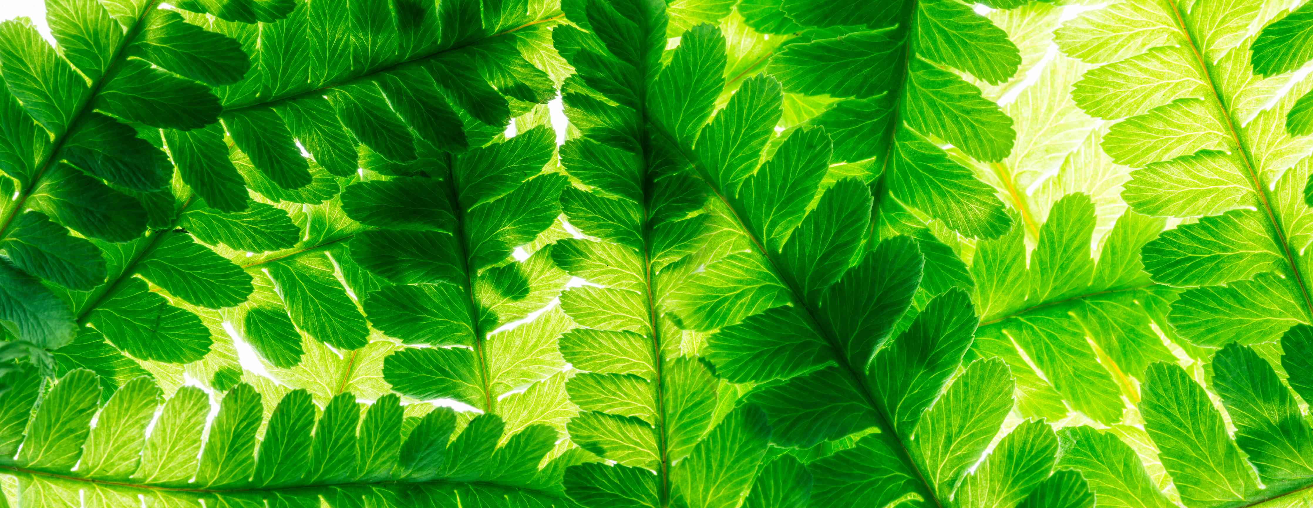 Badewannen-Rückwand-Grüne Blätter mit lebendiger Struktur