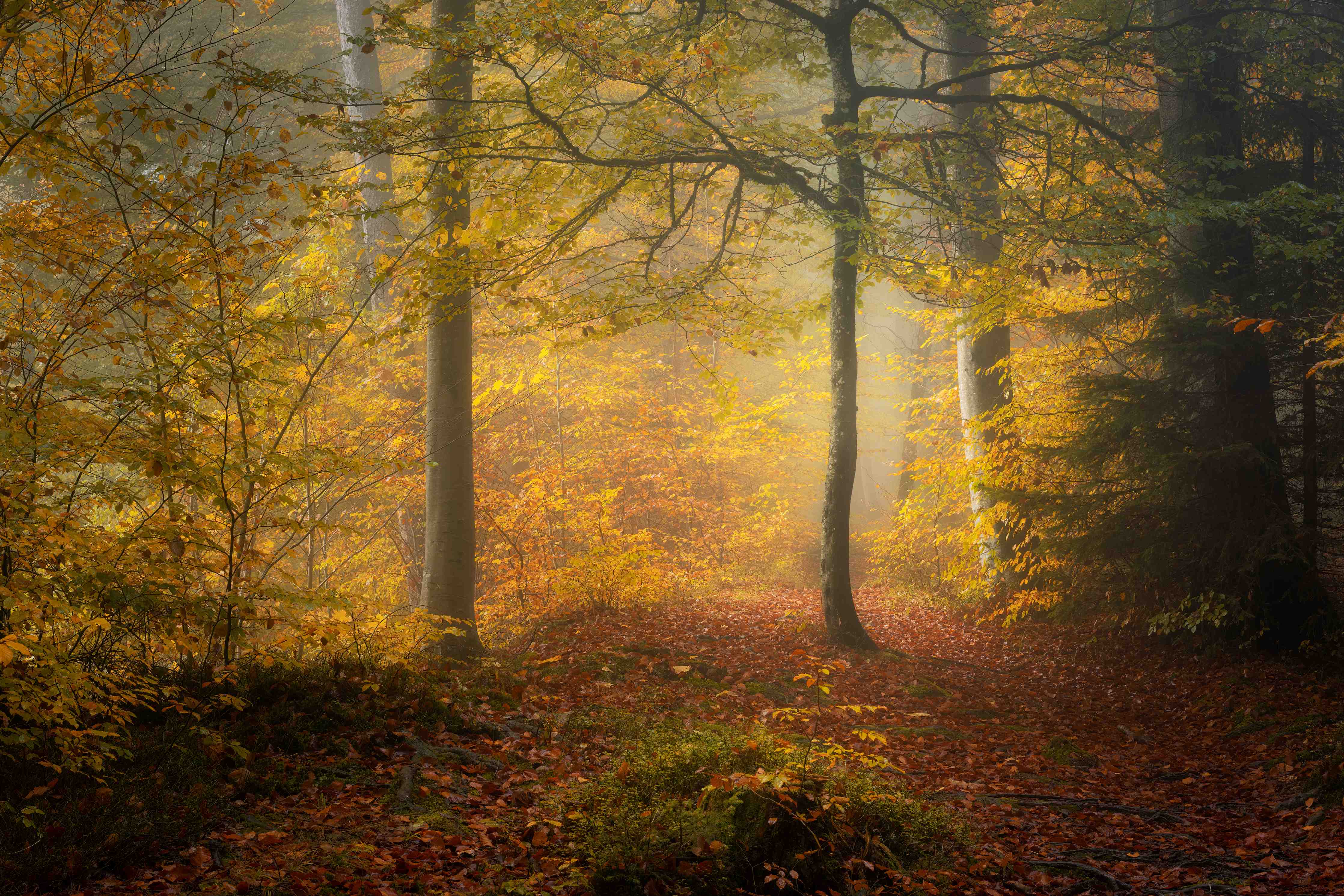 Badewannen-Rückwand-Laub im Wald