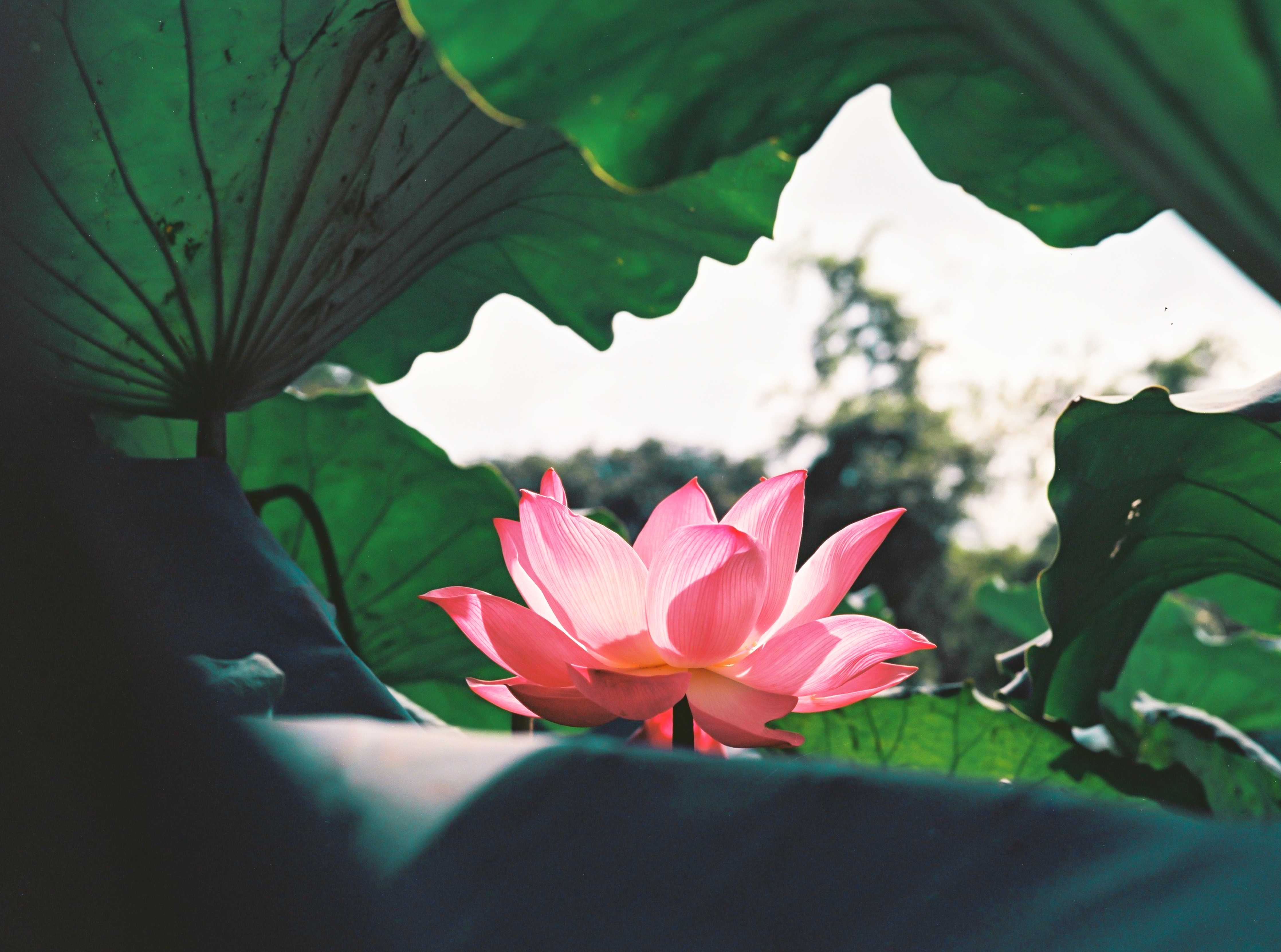 Badewannen-Rückwand-Lotosblume inmitten von Blättern