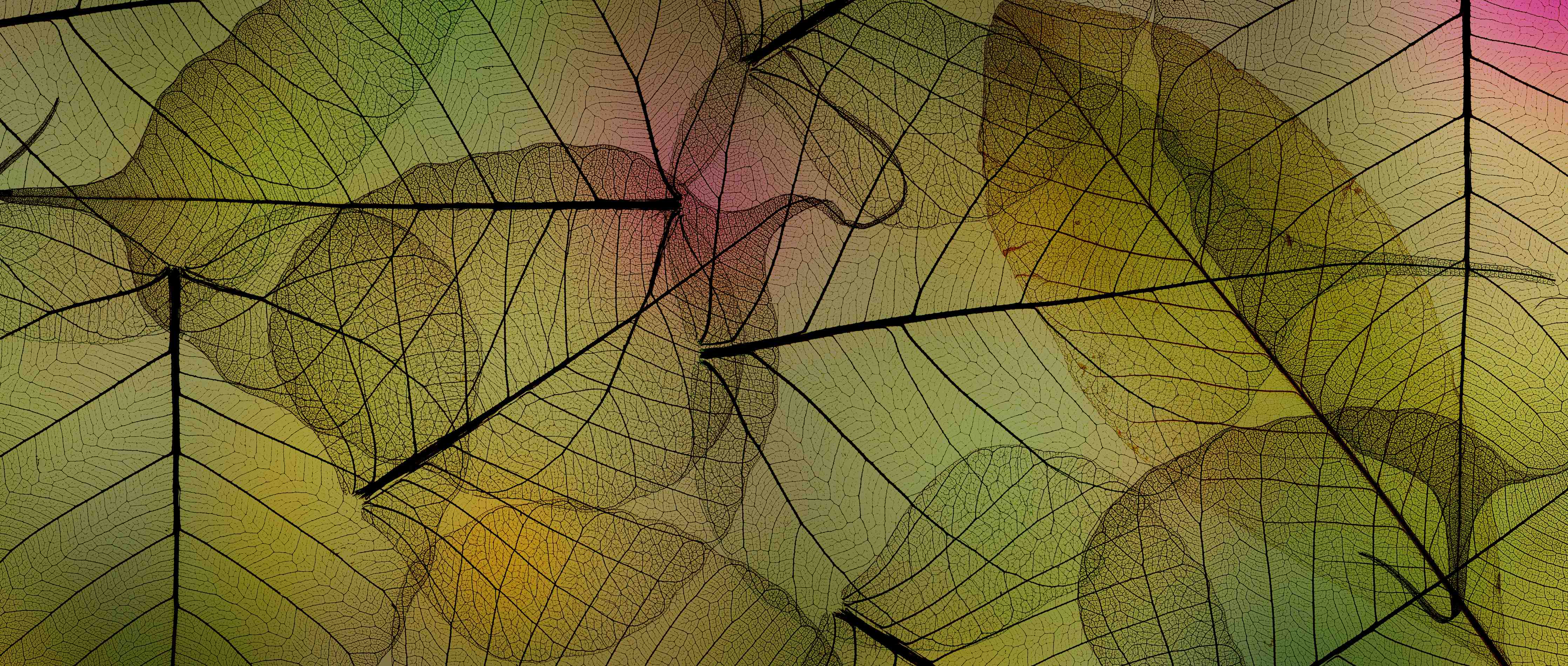 Badewannen-Rückwand-Makro Blattadern Textur