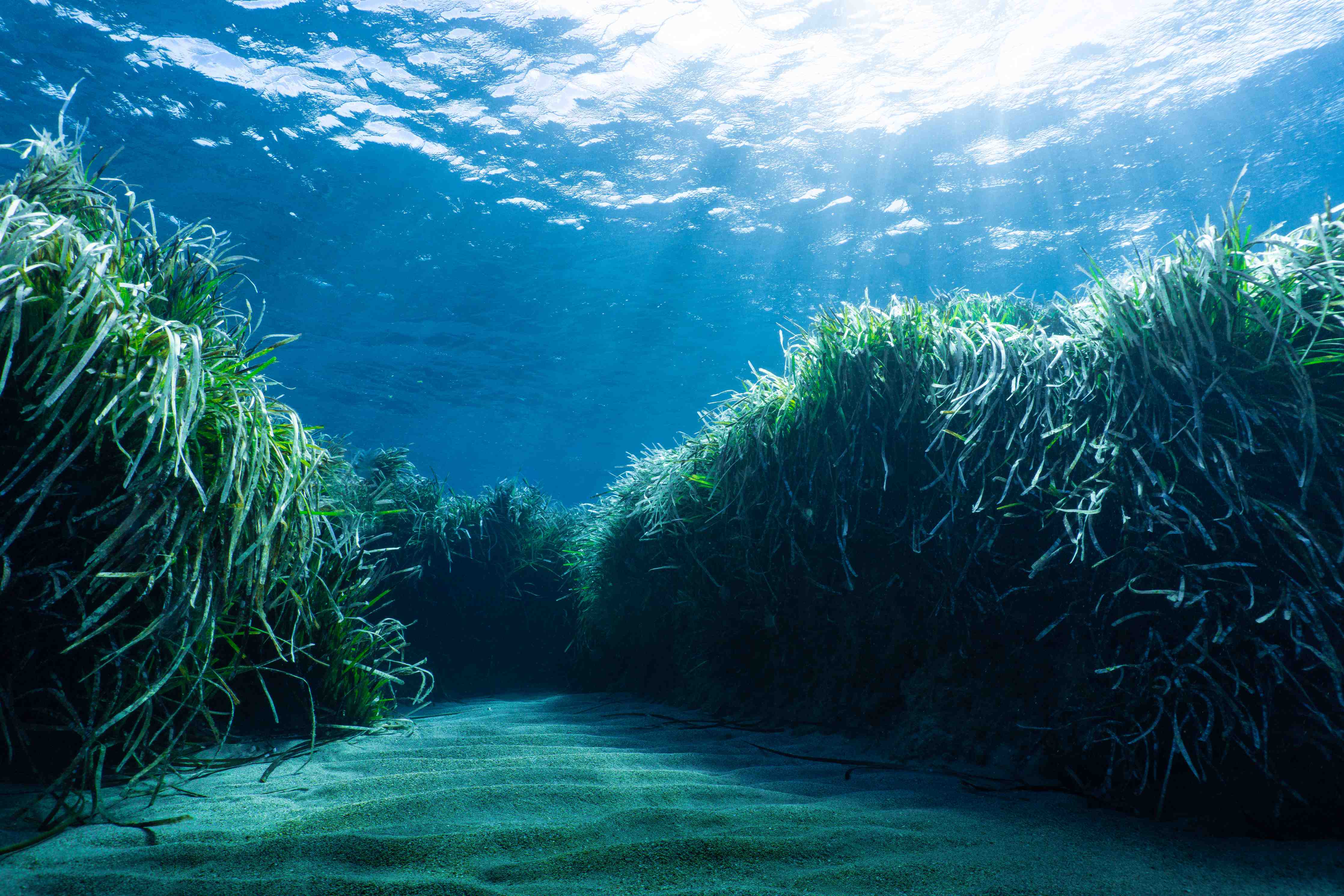 Badewannen-Rückwand-Mesmerizing Unterwasser