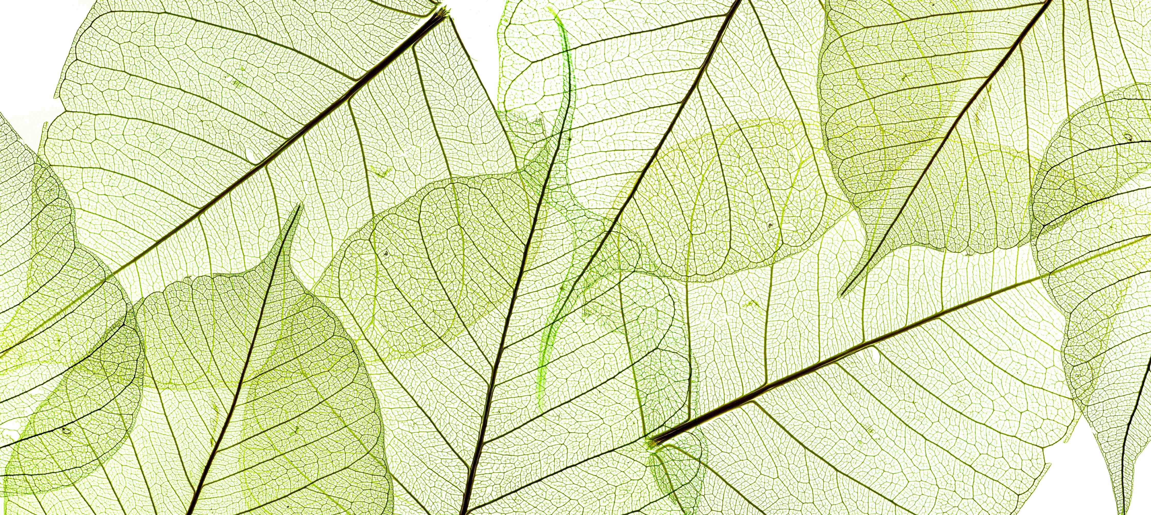 Badewannen-Rückwand-Nahaufnahme Blatttextur