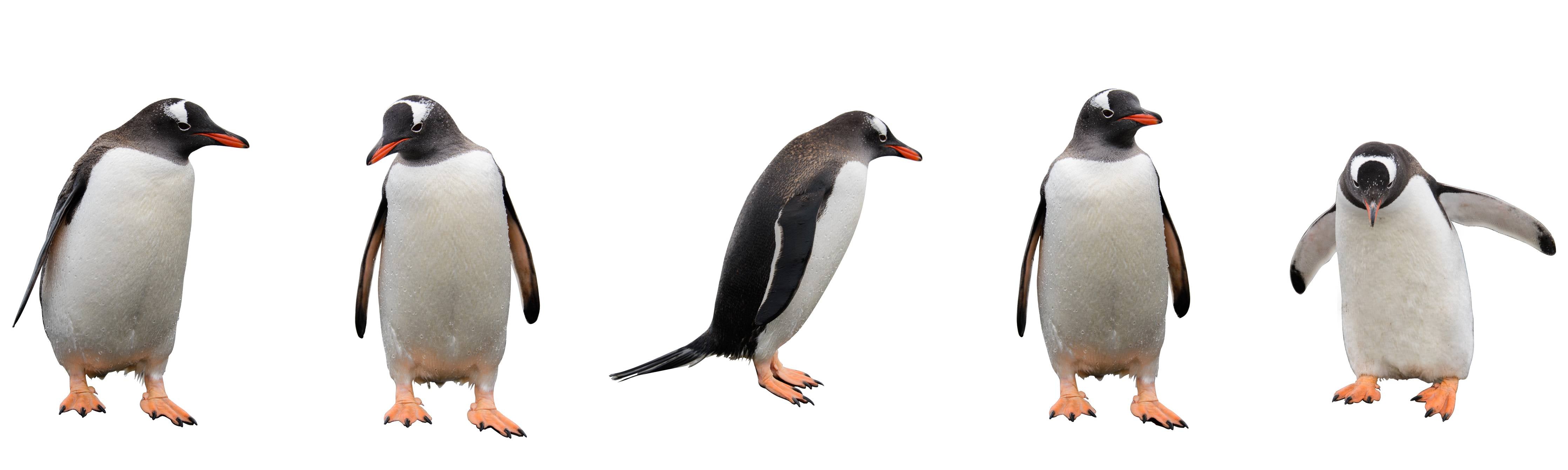 Badewannen-Rückwand-Pinguine auf weißem Hintergrund