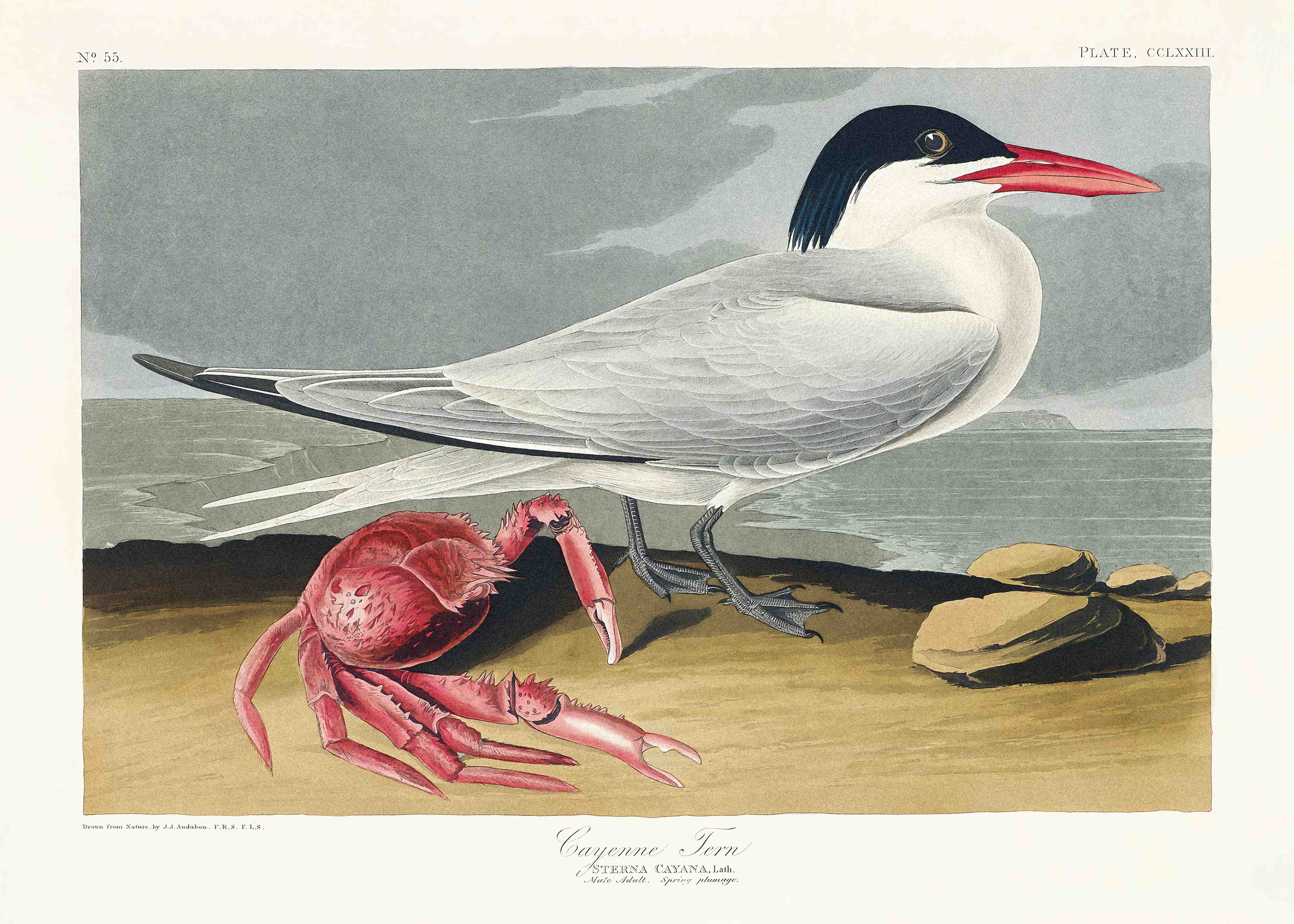Badewannen-Rückwand-Vogel Portrait - Robert Havell