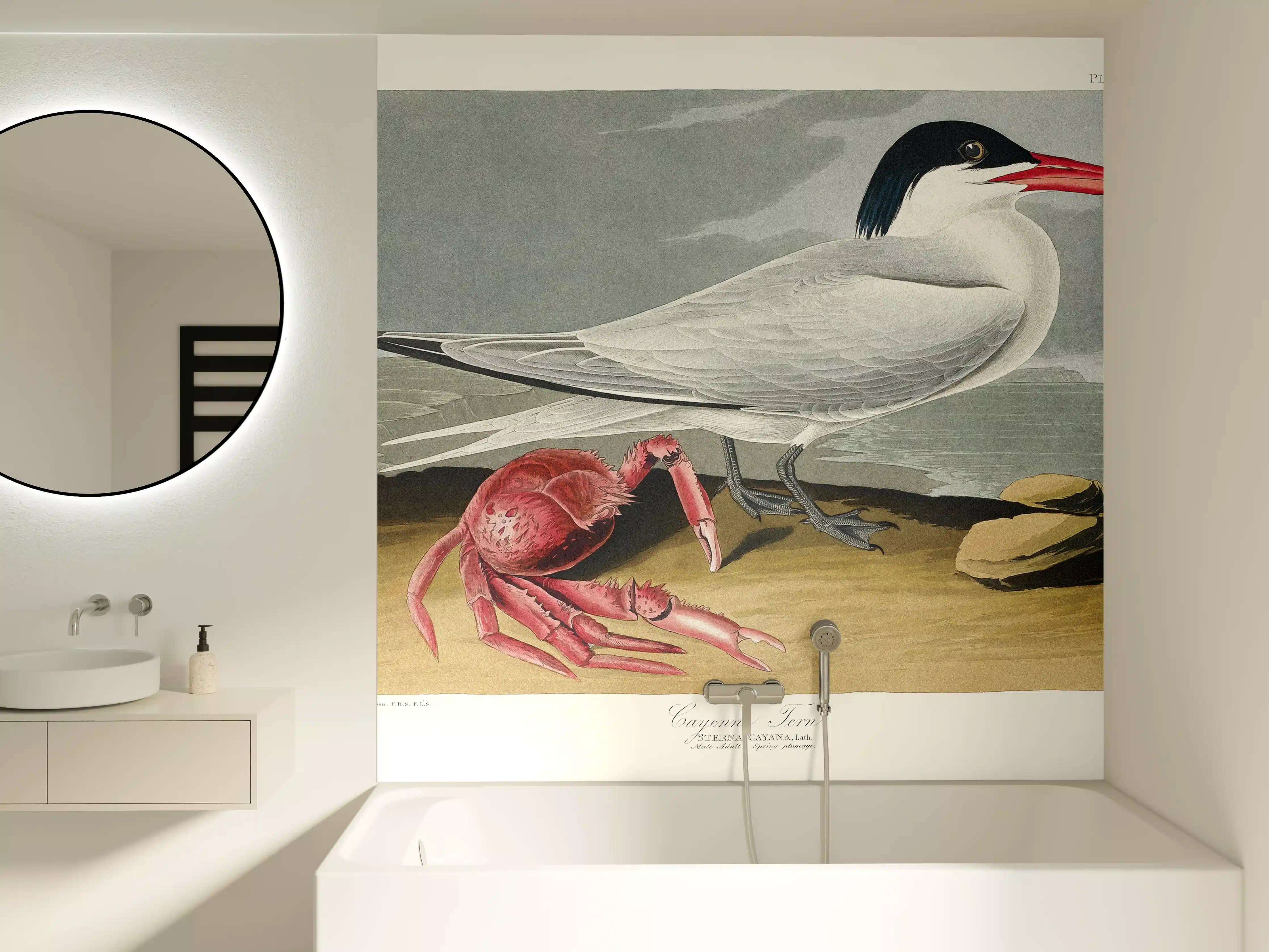 Badewannen-Rückwand - Vogel Portrait - Robert Havell