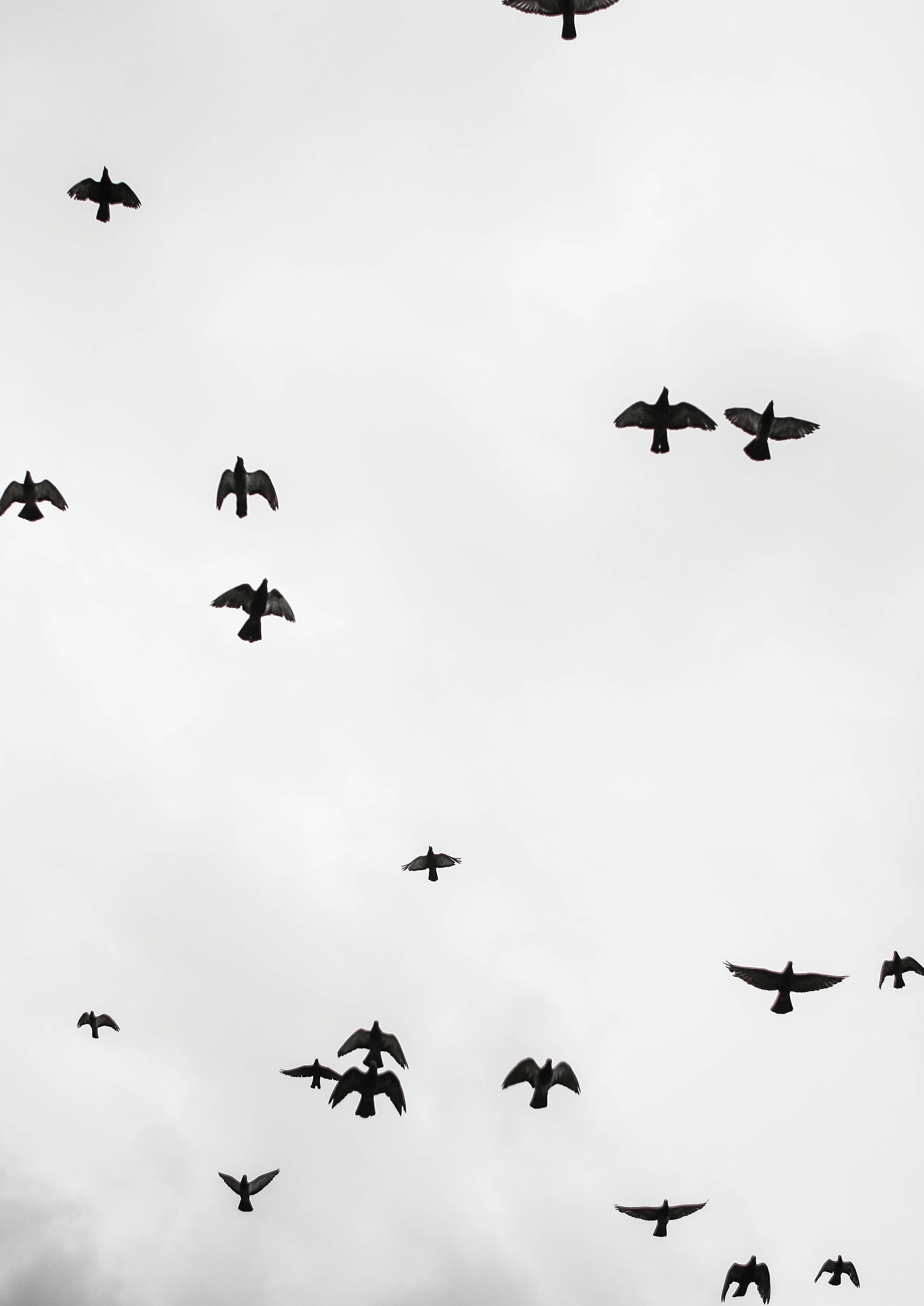 Badewannen-Rückwand-Vogelschwarm - schwarz-weiß