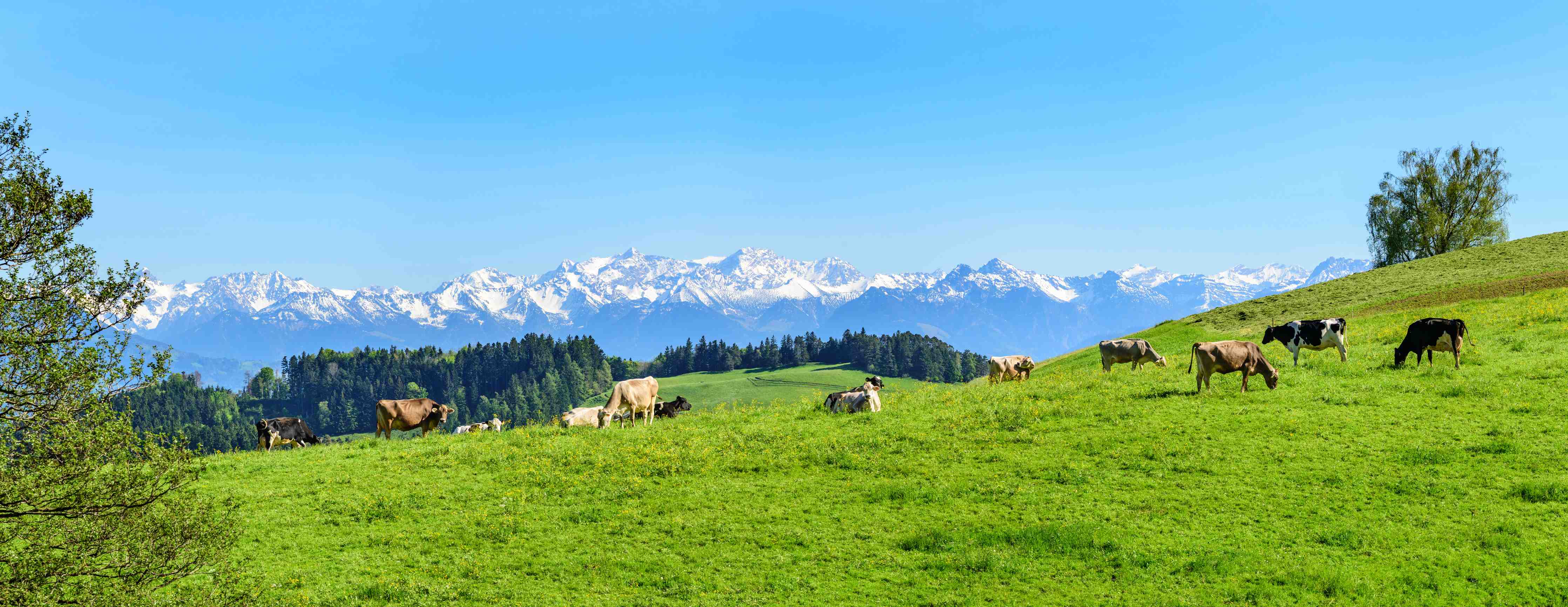 Büro Wandgestaltung-Almwiese mit Kühen und Alpenblick