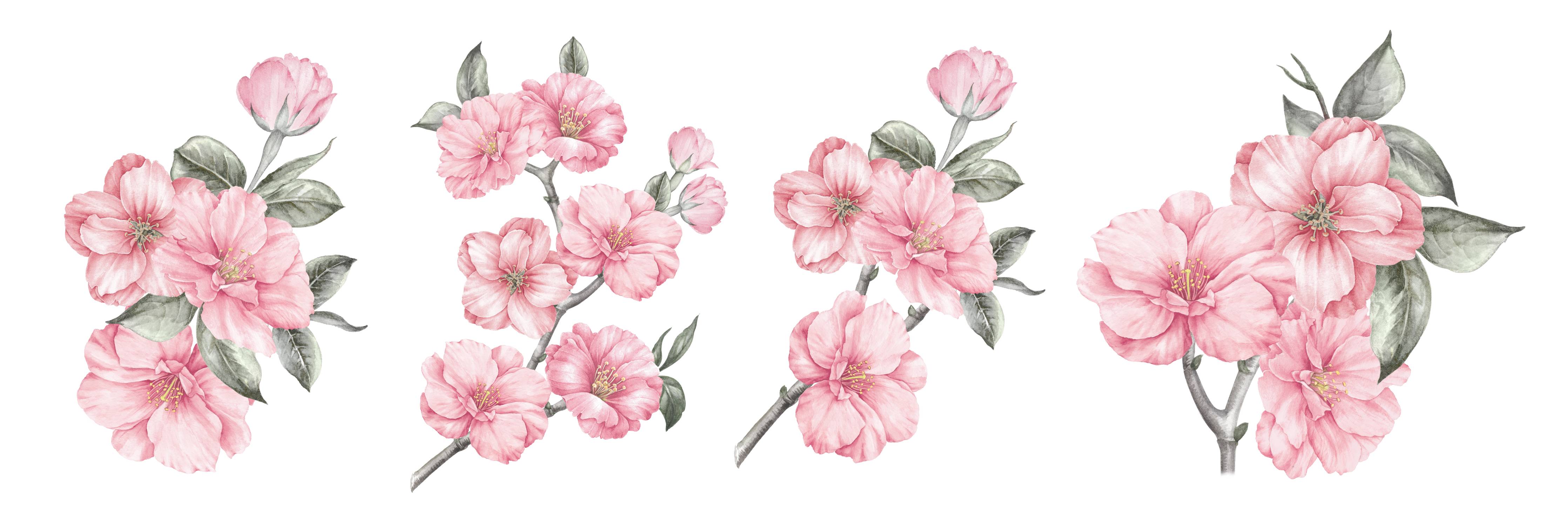 Büro Wandgestaltung-Aquarellelemente von blühenden Sakura