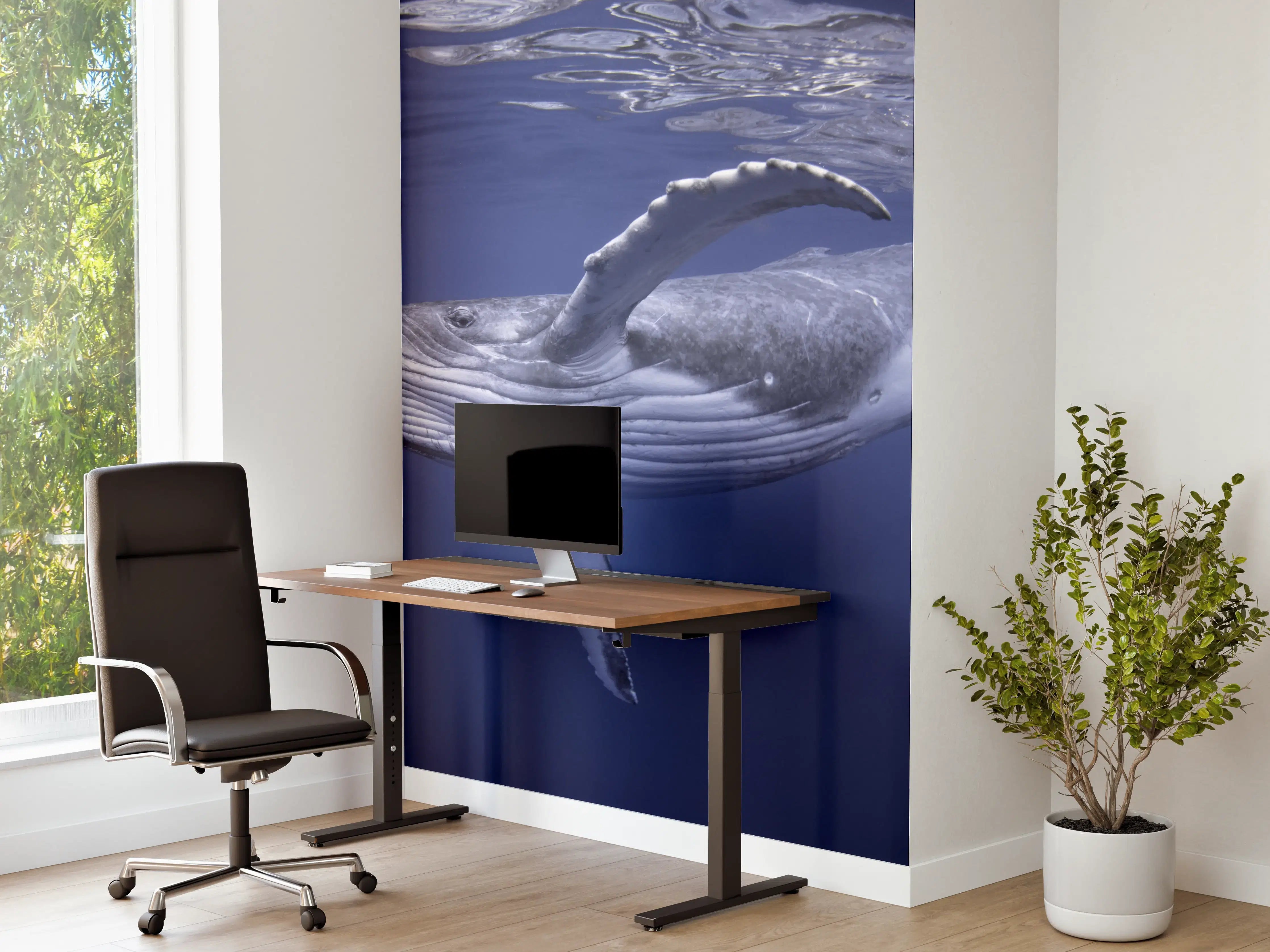 Büro Wandgestaltung - Baby-Buckelwal-Kalb im blauen Wasser
