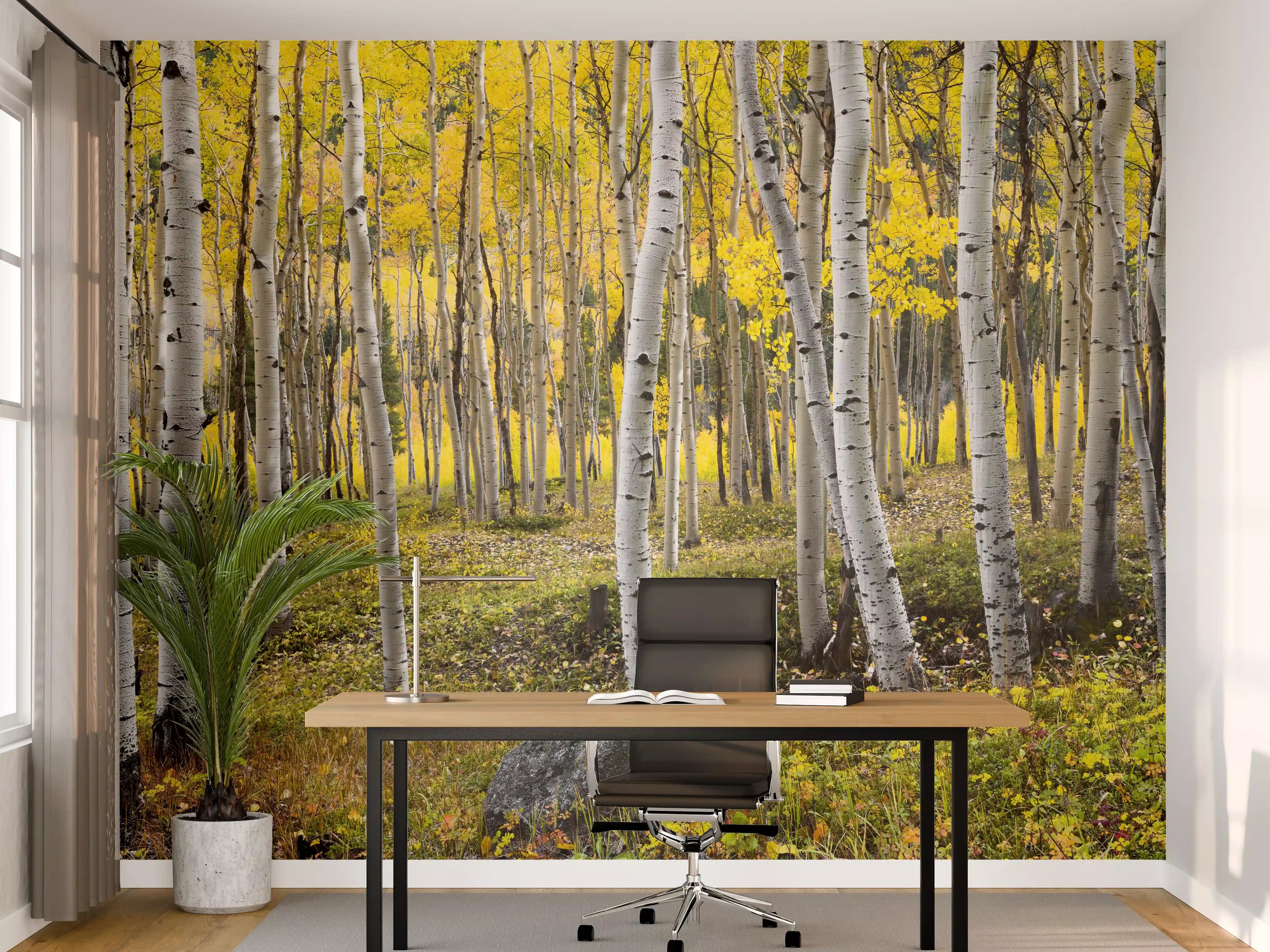 Büro Wandgestaltung - Birken im Herbst