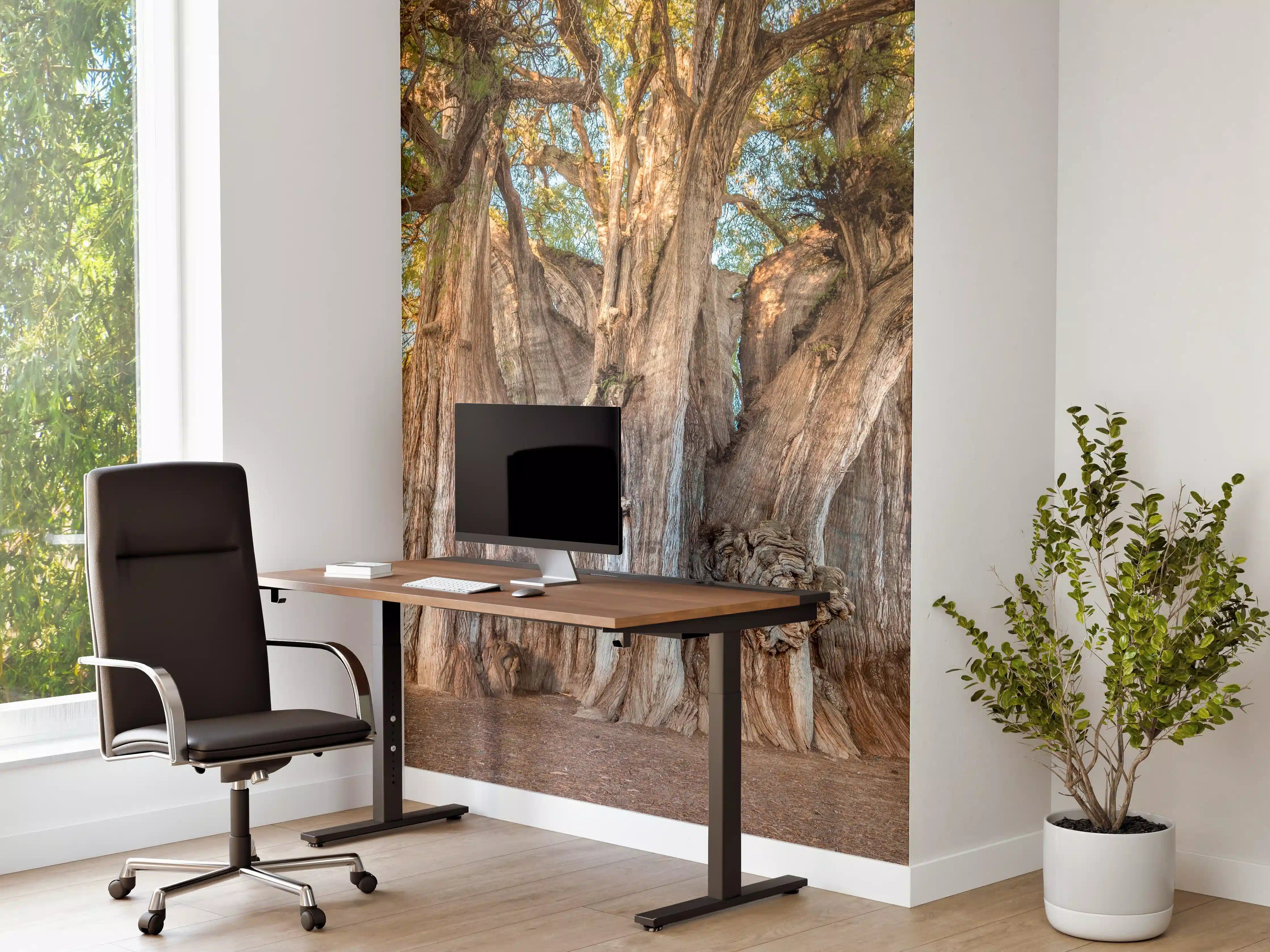 Büro Wandgestaltung - Der größte Baum der Welt - Mexico