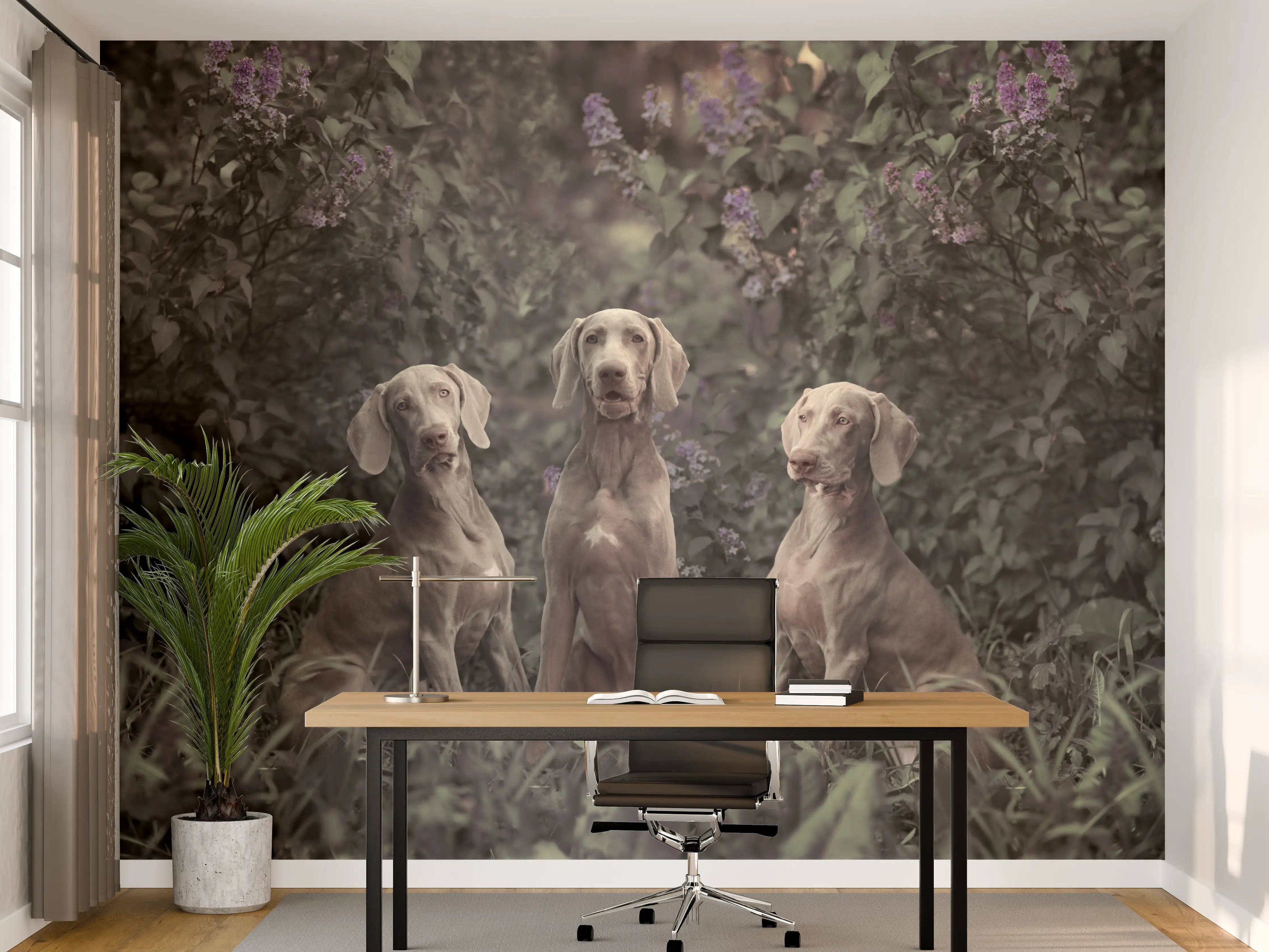 Büro Wandgestaltung - Drei Weimaranerhunde sitzend im Fliedergebüsch