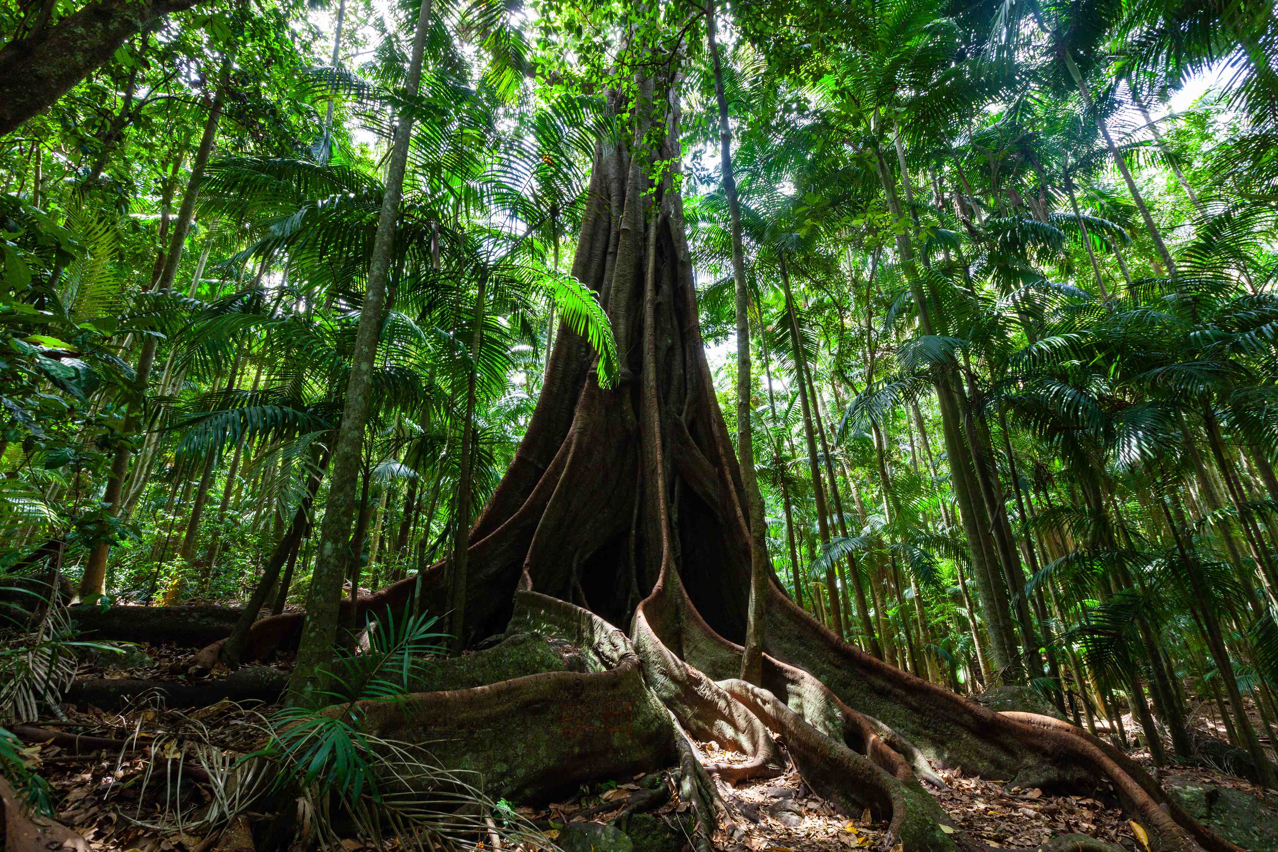 Büro Wandgestaltung-Erstaunlicher Riesenfeigenbaum