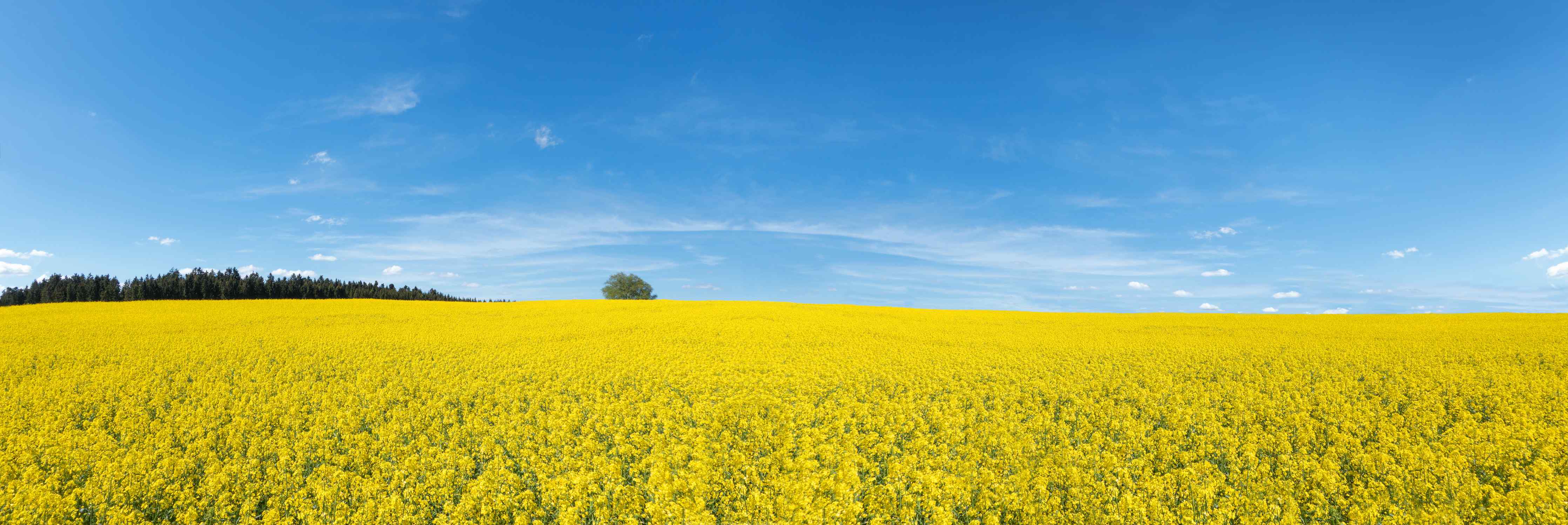 Büro Wandgestaltung-Gelbes Rapsfeld blauer Himmel