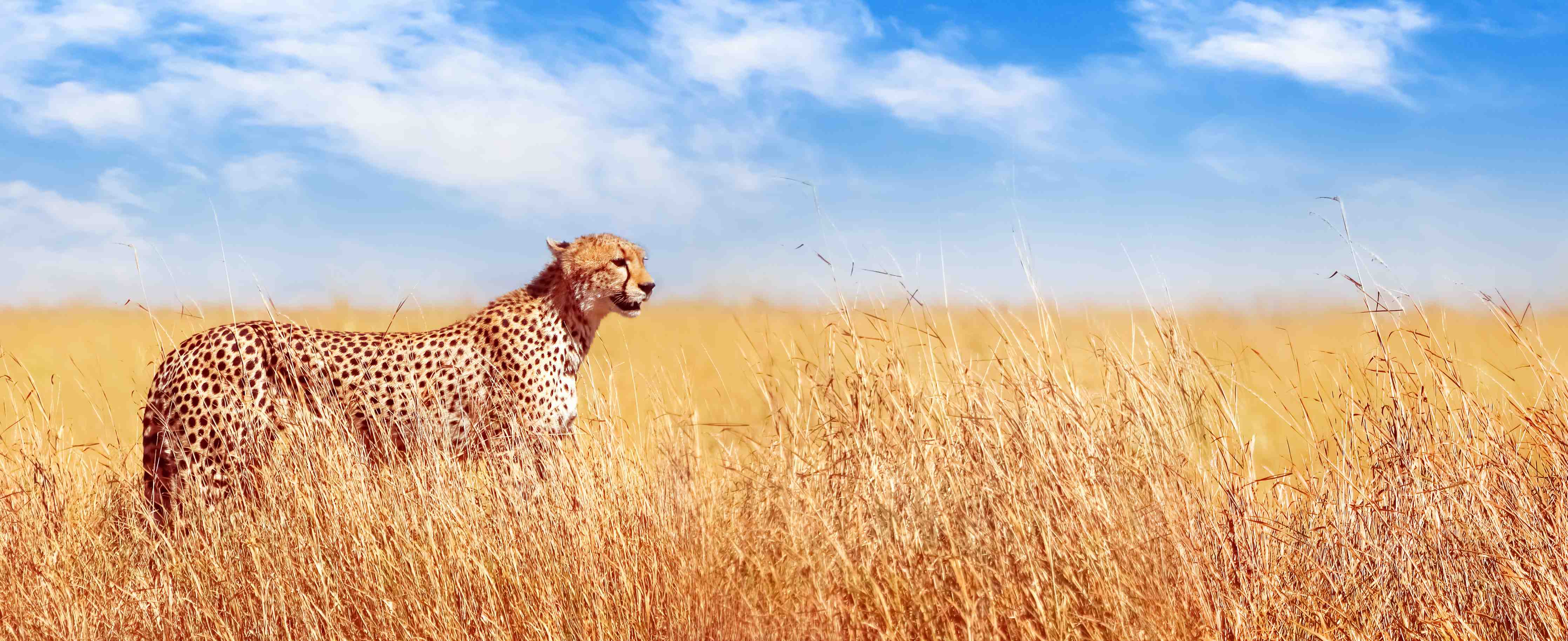 Büro Wandgestaltung-Gepard in der afrikanischen Savanne