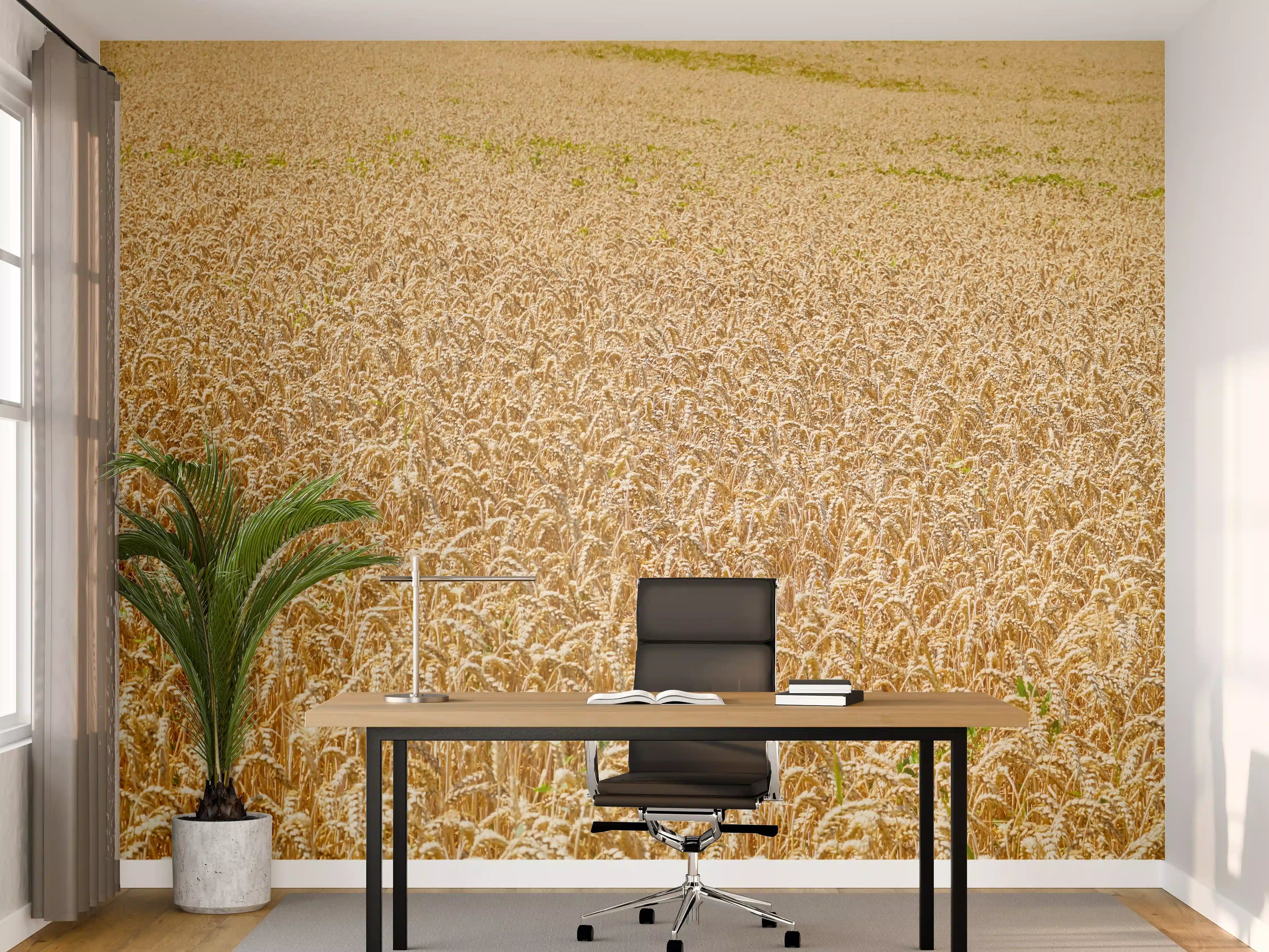 Büro Wandgestaltung - Getreidefeld - Panoramabild