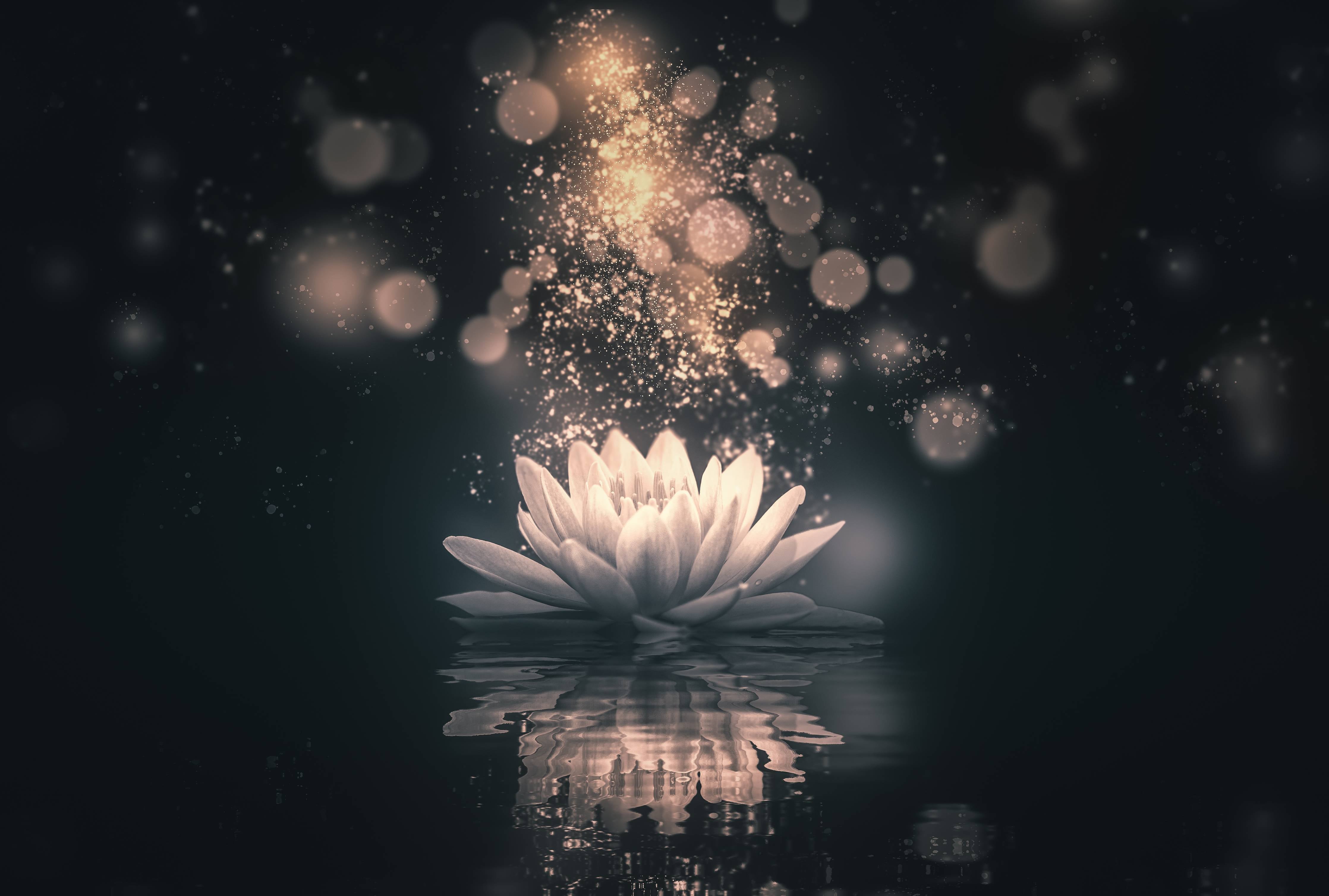 Büro Wandgestaltung-Goldenes Lotus-Reflektion Dunkel