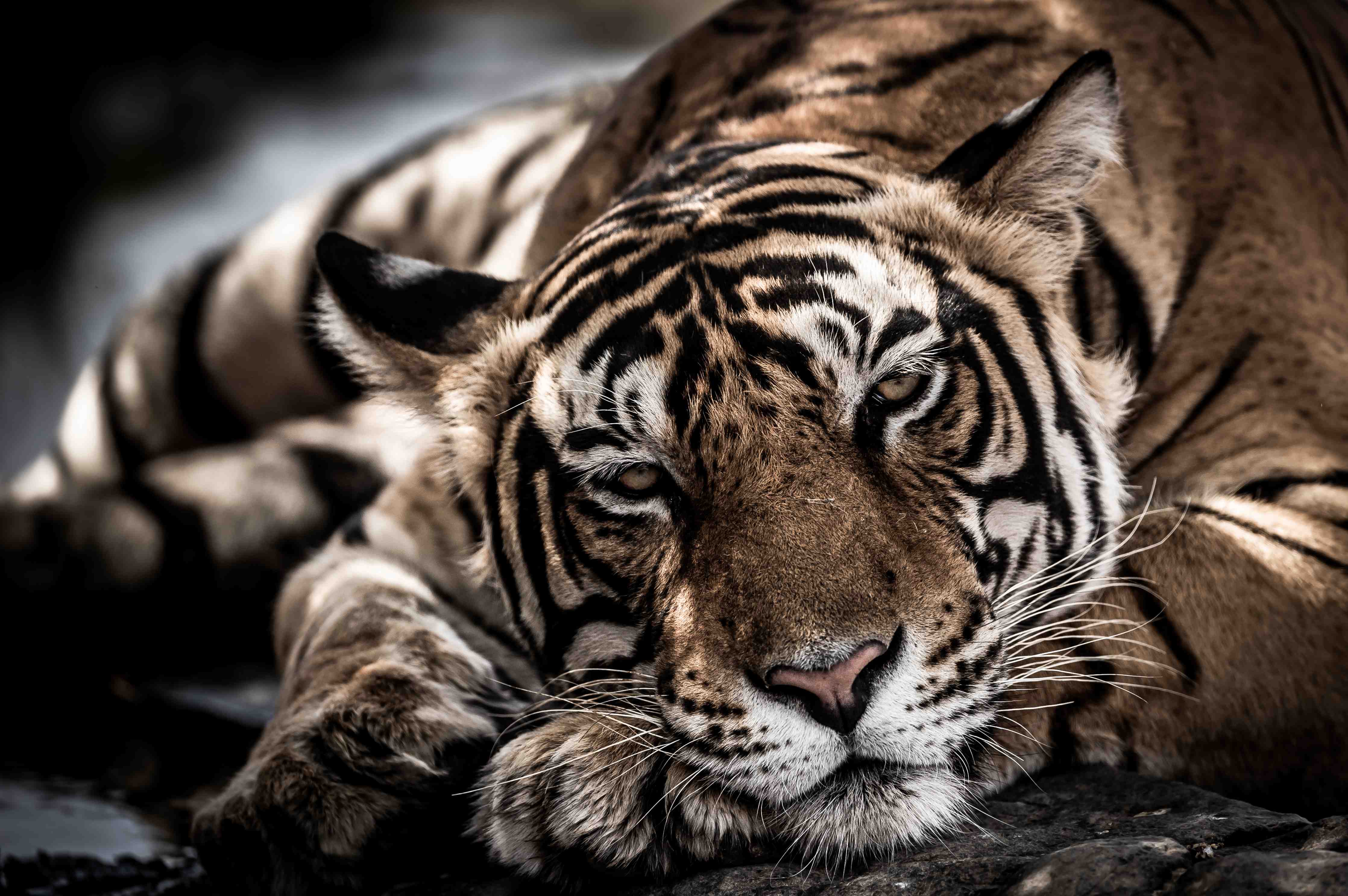 Büro Wandgestaltung-Grauer Tiger in stiller Eleganz