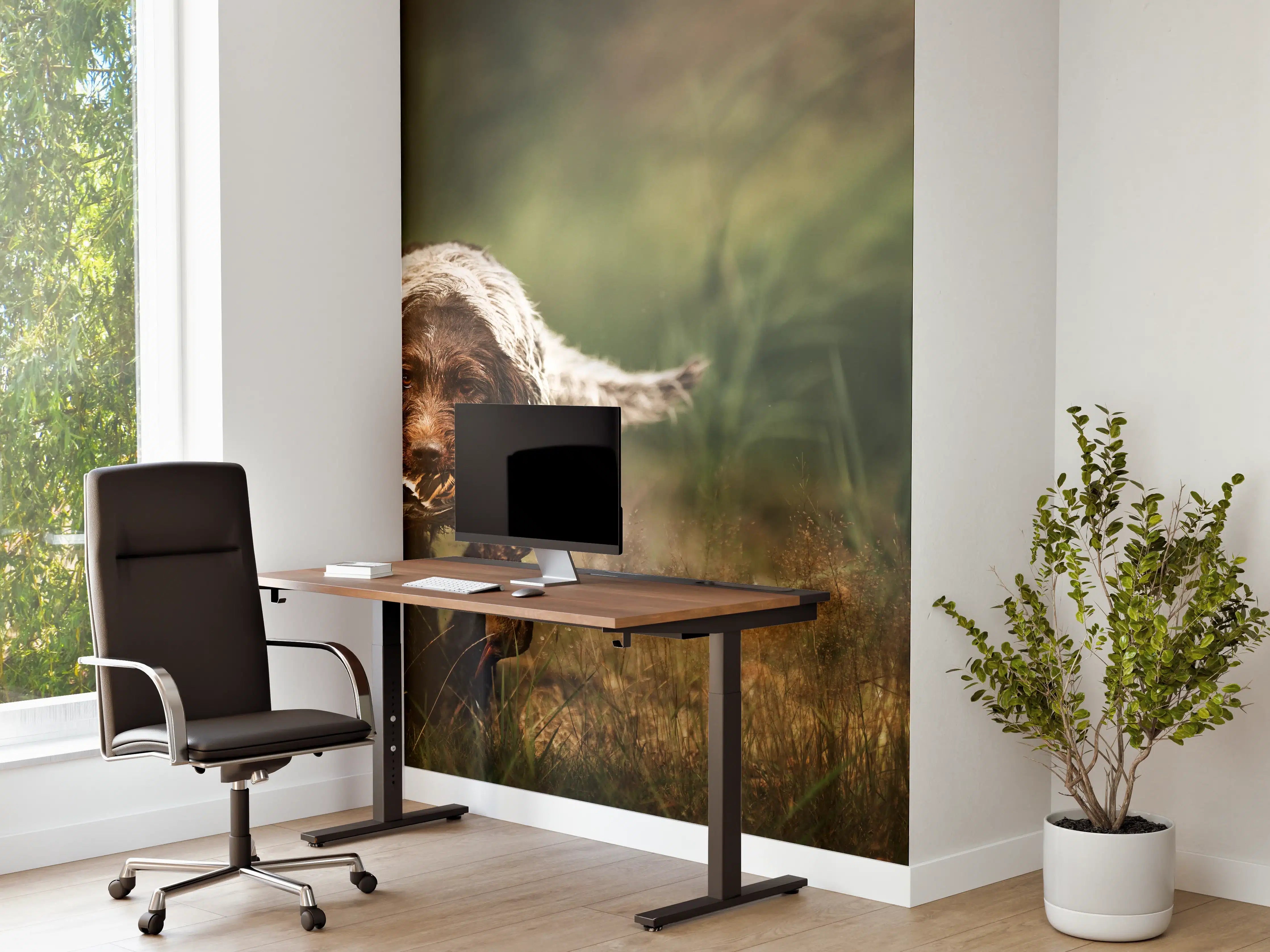 Büro Wandgestaltung - Griffon Korthals beim Apportieren einer Ente