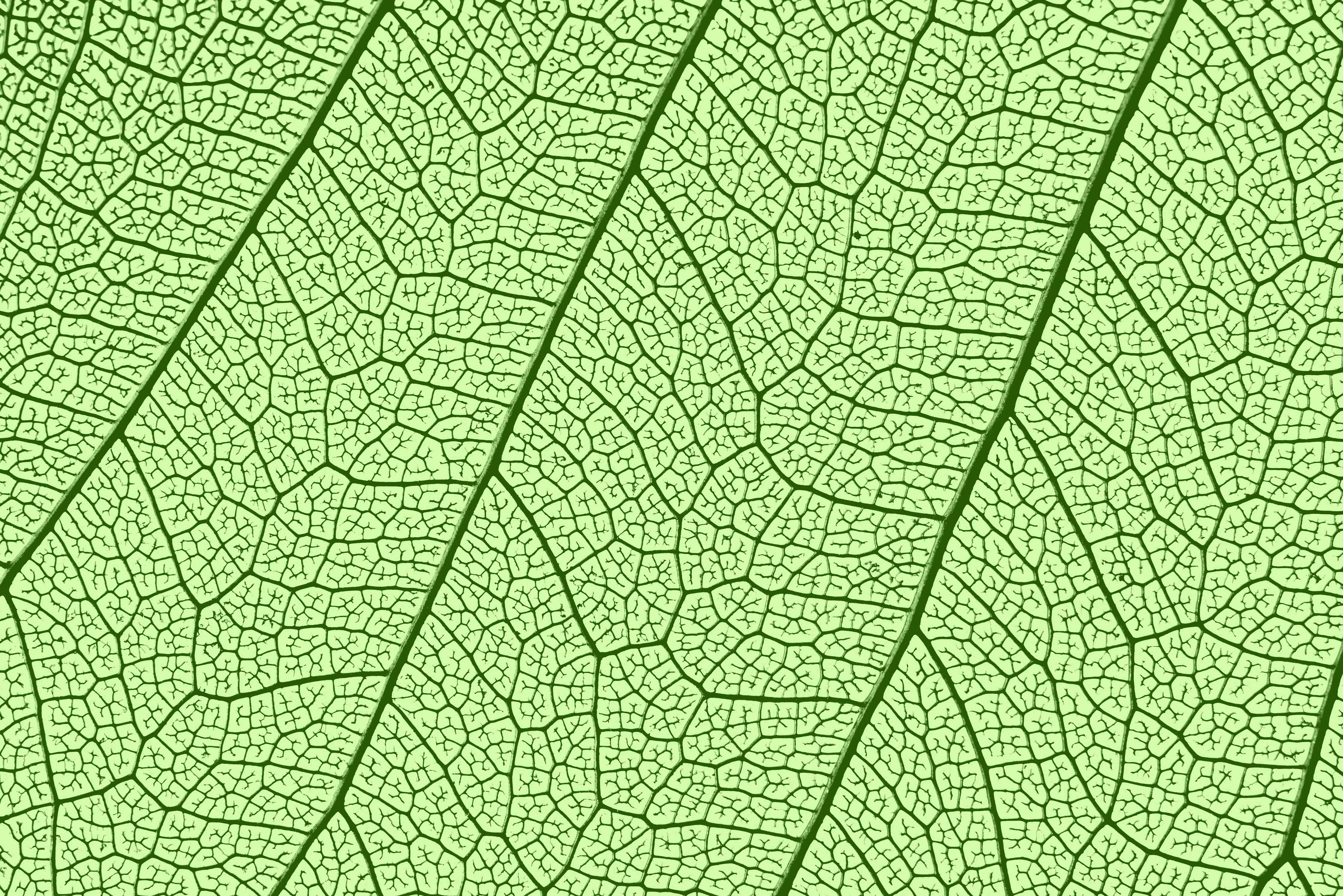 Büro Wandgestaltung-Grüne Blattvenen Makroaufnahme