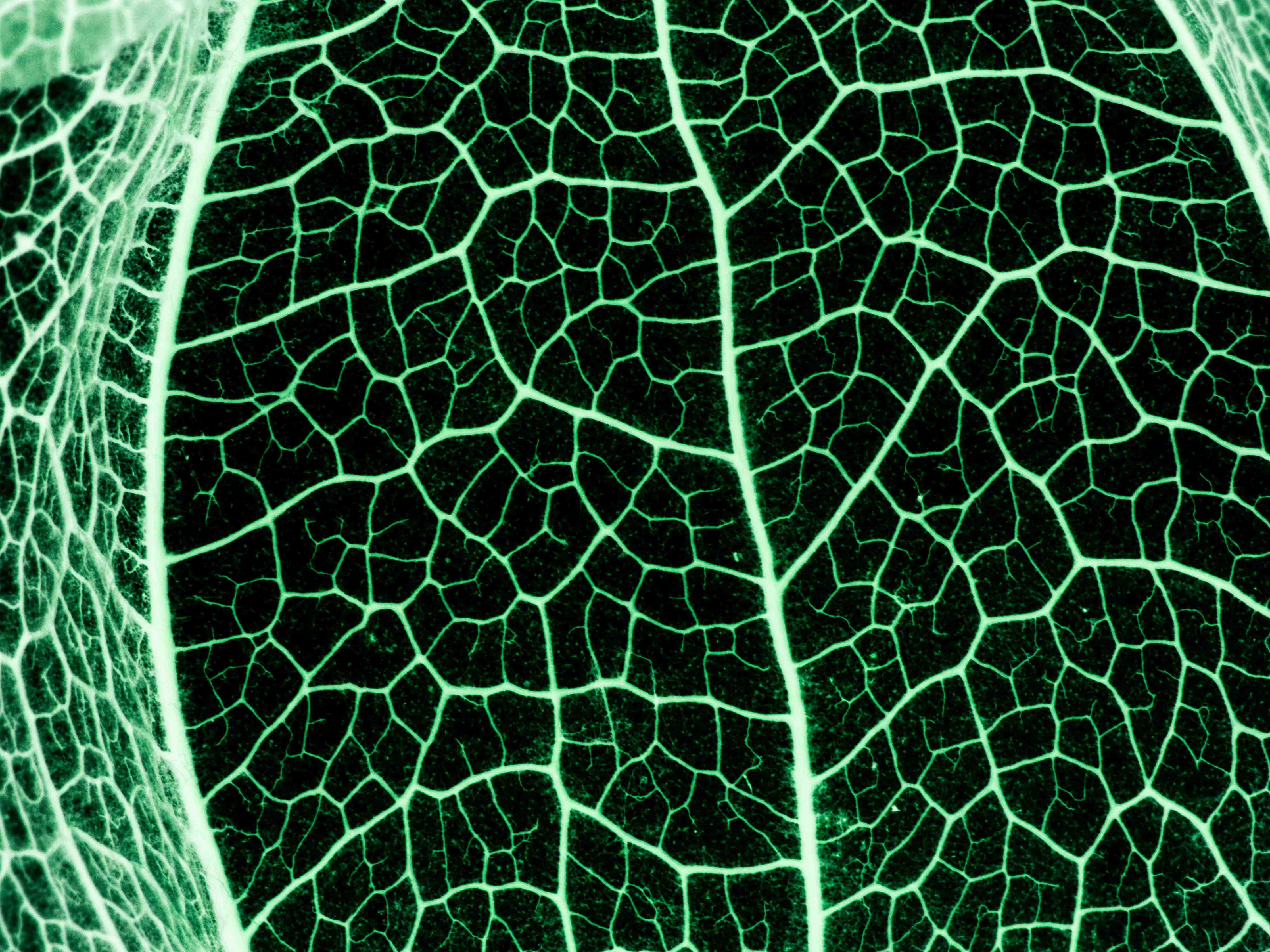 Büro Wandgestaltung-Grünliche Blatttextur im Detail