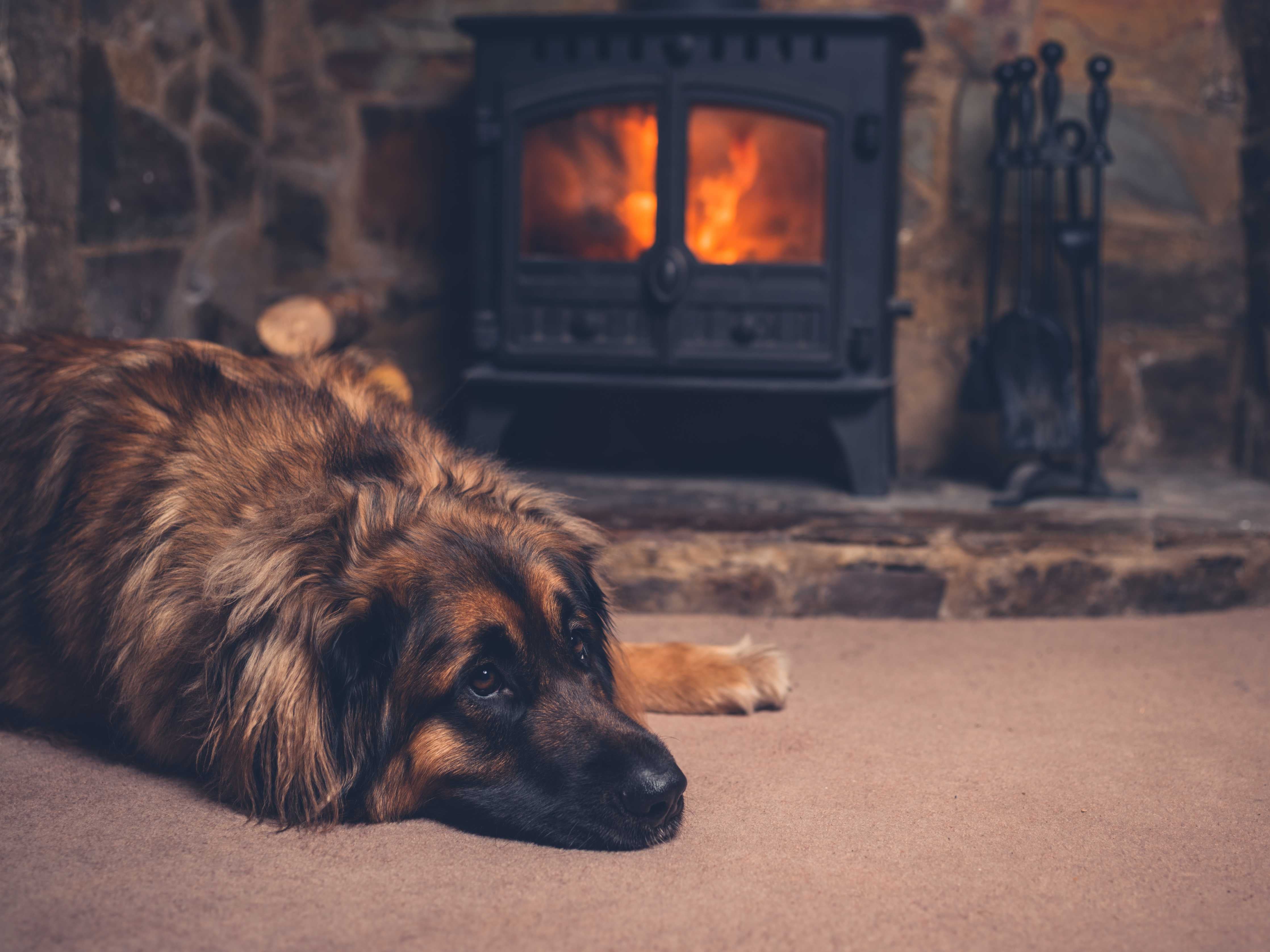 Büro Wandgestaltung-Hund entspannt am Feuer