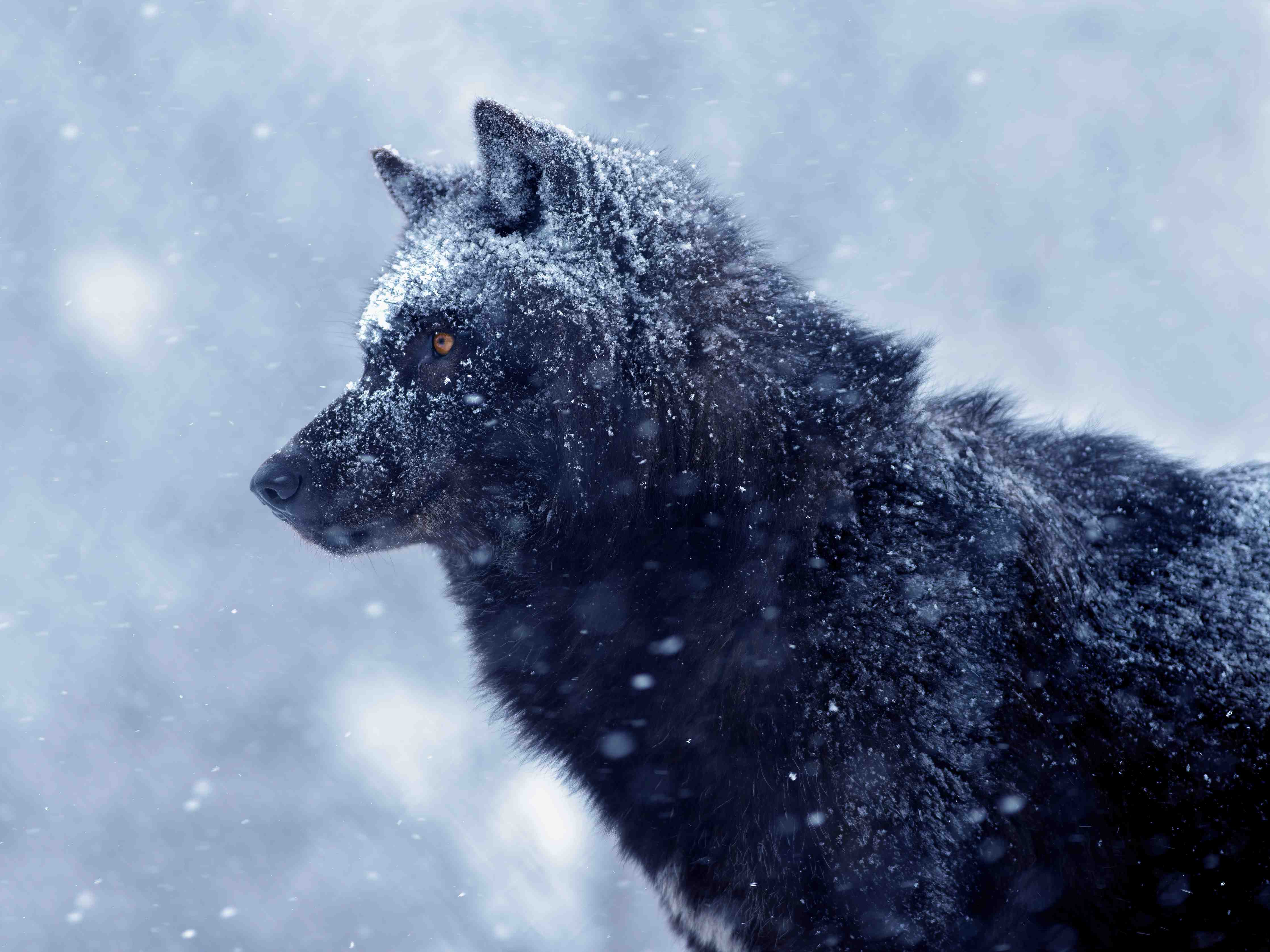 Büro Wandgestaltung-Kanadischer Wolf im Schneefall