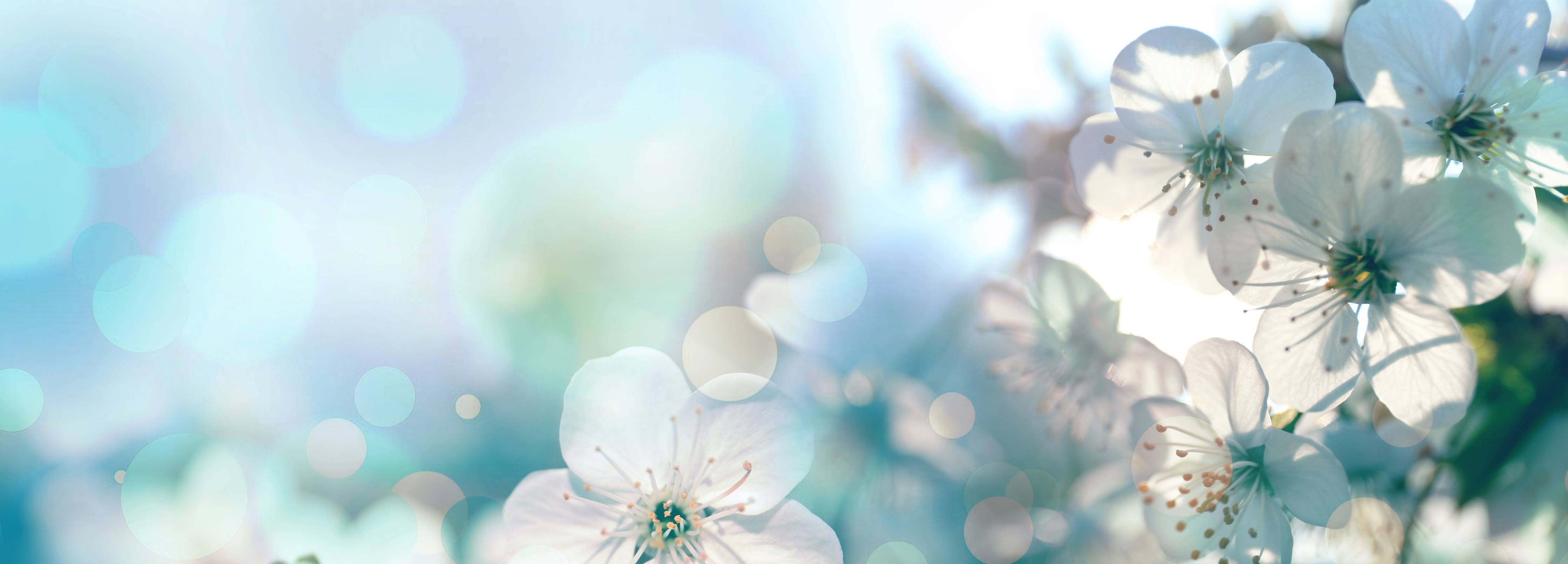 Büro Wandgestaltung-Kirchbaum Frühlings-Blüten