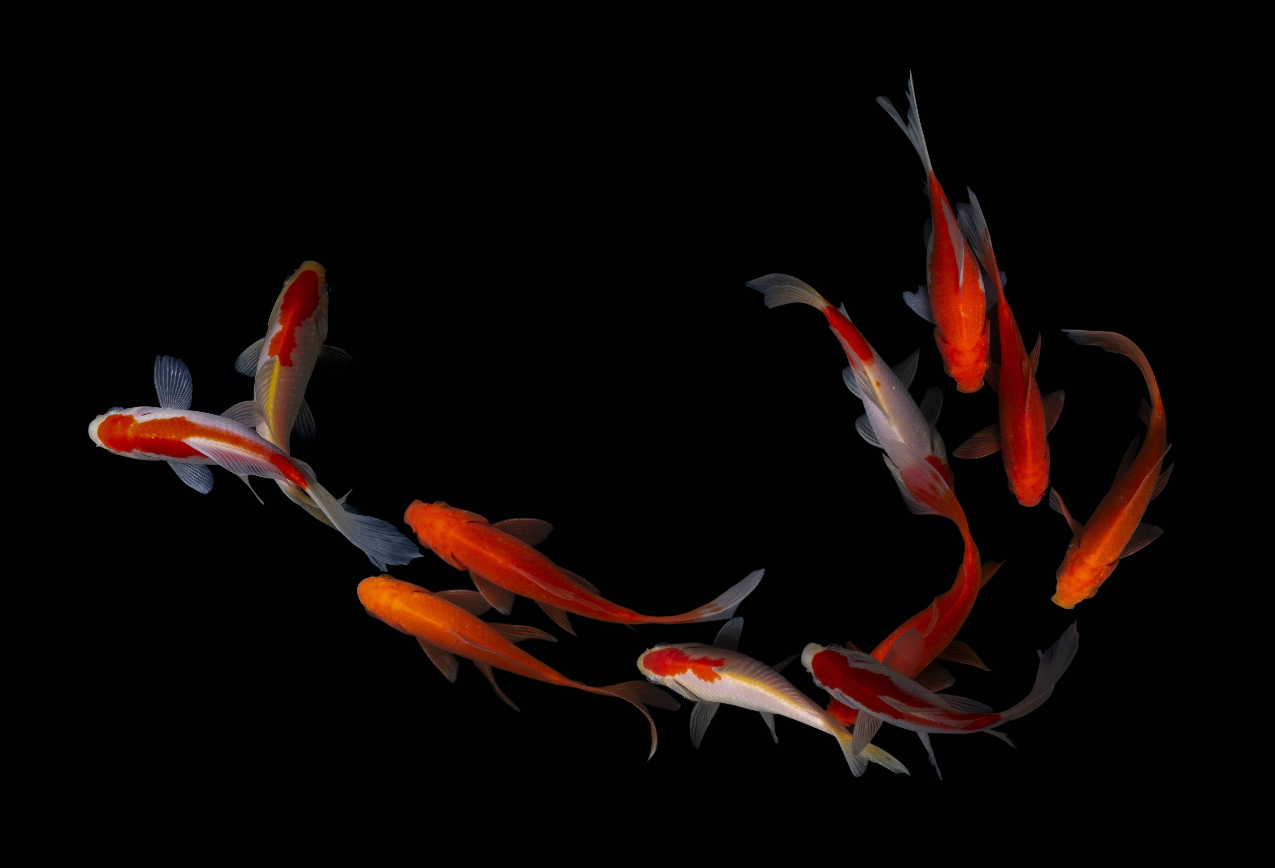 Büro Wandgestaltung-Koi Fische auf schwarzem Hintergrund