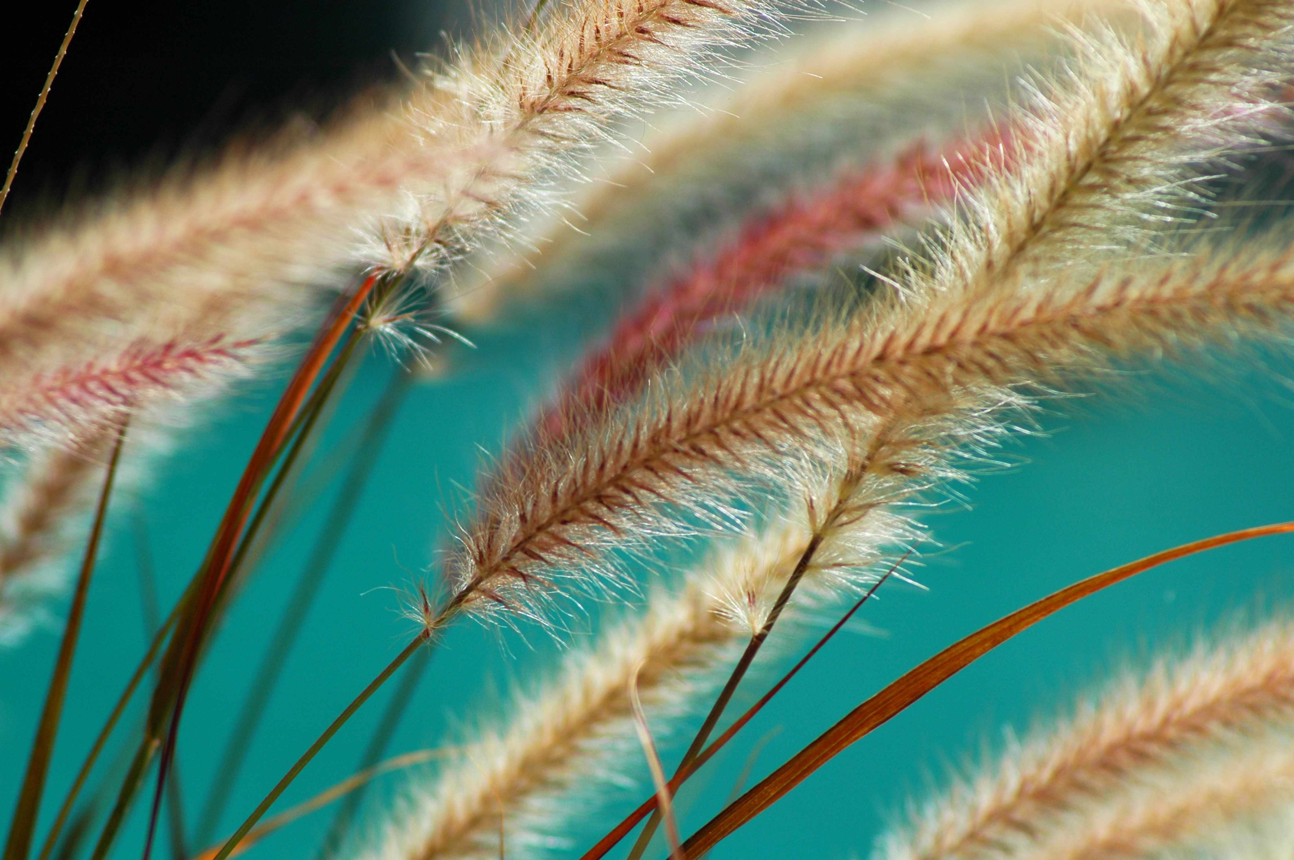 Büro Wandgestaltung-Leuchtende Pampasgras im Sonnenlicht